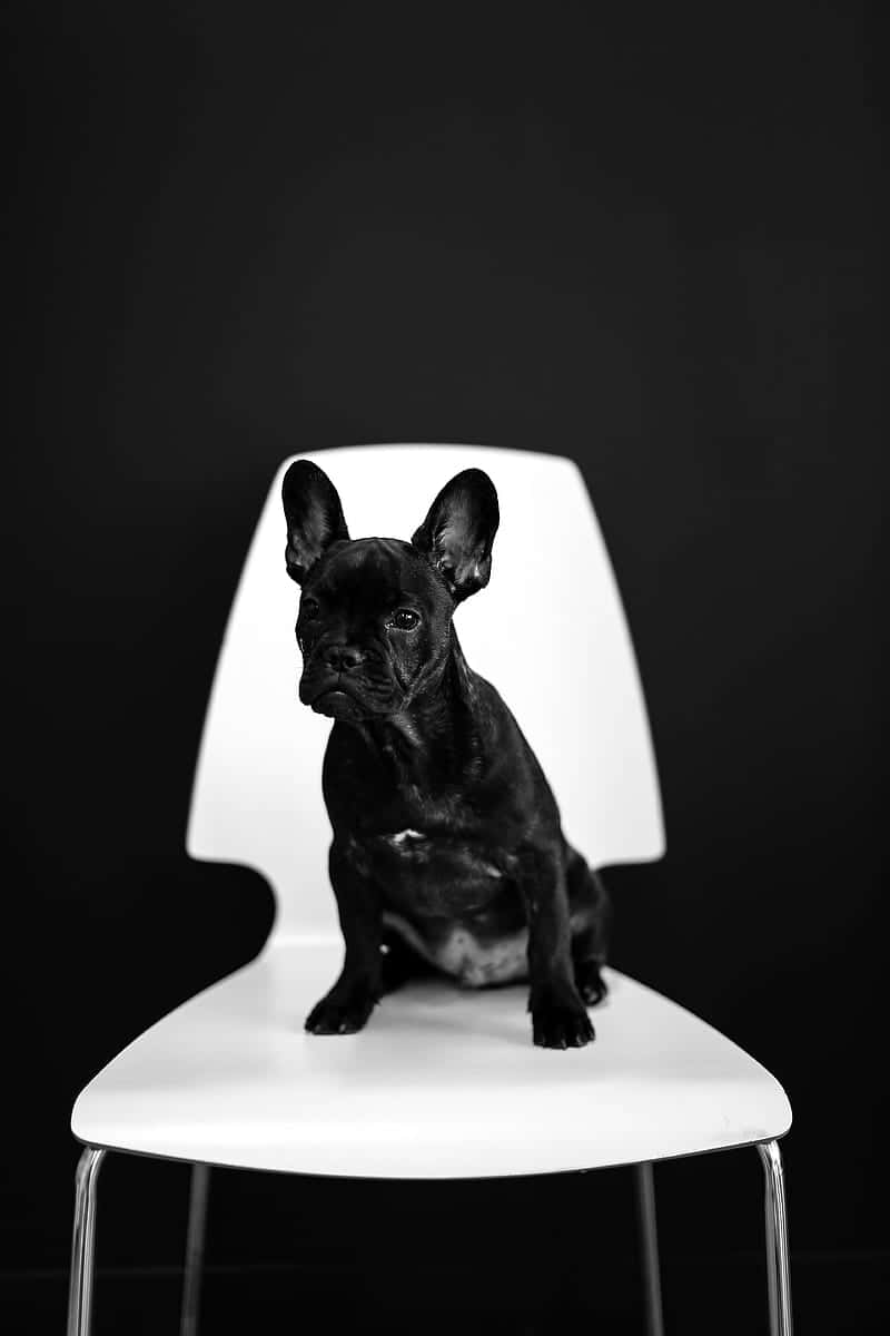 狗 桌布 壁紙 — 一隻黑色法國鬥牛犬端坐在白色現代椅子上，背景是單色調的純黑色。