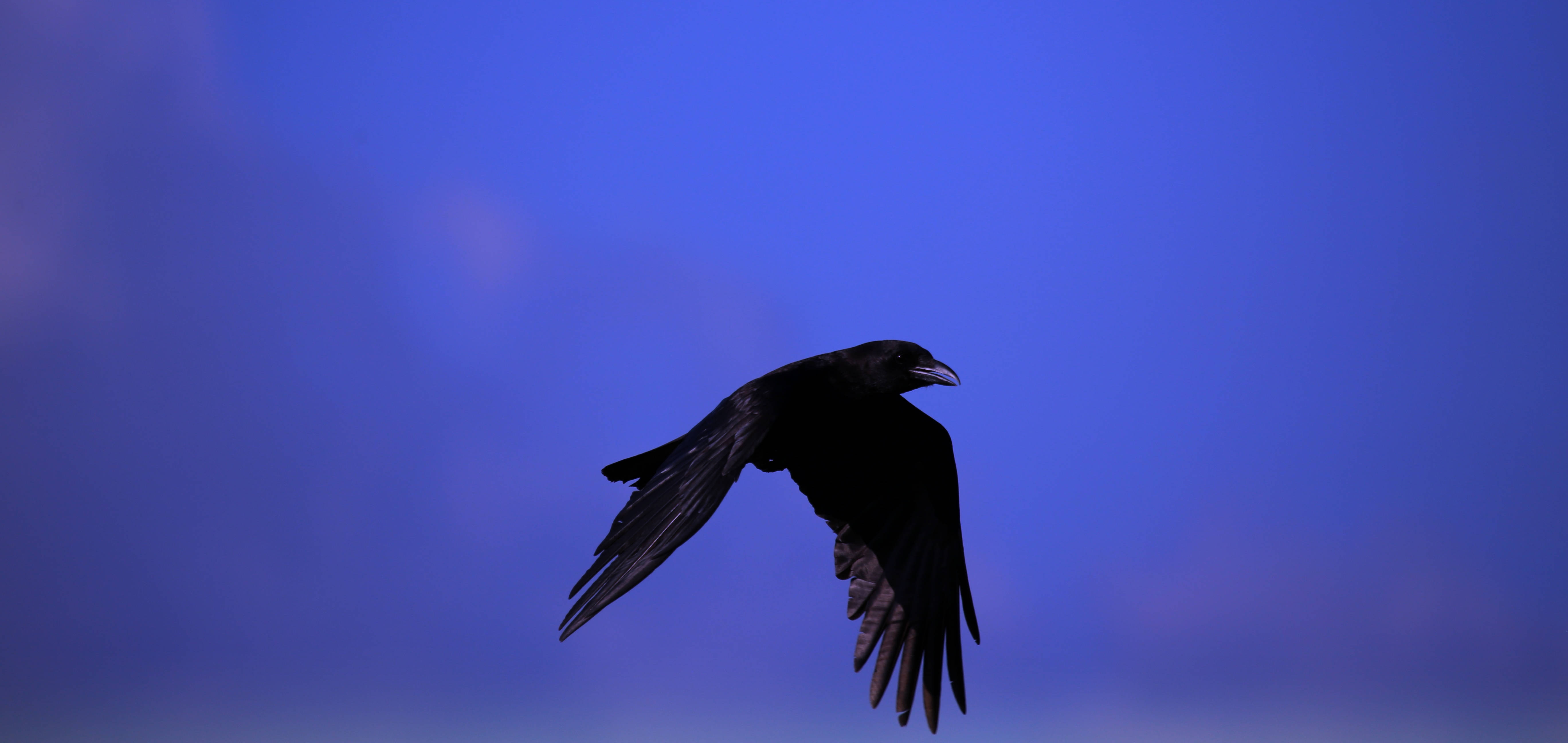 Raven 桌布 壁紙 — 一隻黑色烏鴉在深藍色暮色天空中優雅翱翔，伴隨著輕柔的雲絲。