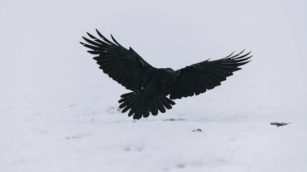 Raven 桌布 壁紙 — 一隻黑色烏鴉在雪地上展開翅膀，天空多雲。
