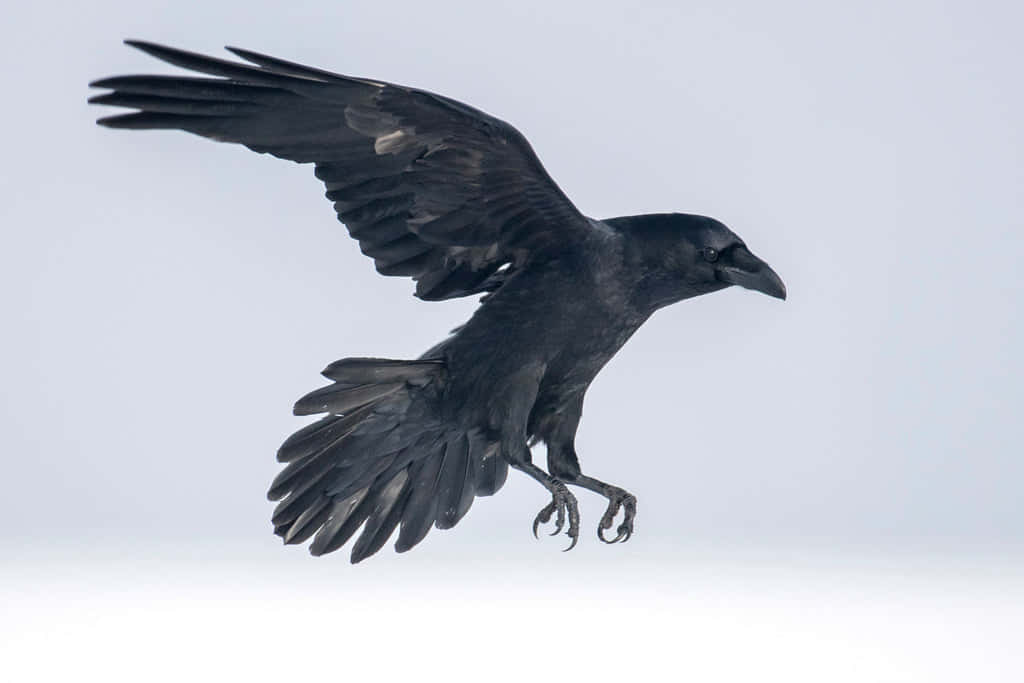Raven 桌布 壁紙 — 一隻黑色烏鴉展開翅膀，在淺灰色的天空中翱翔。