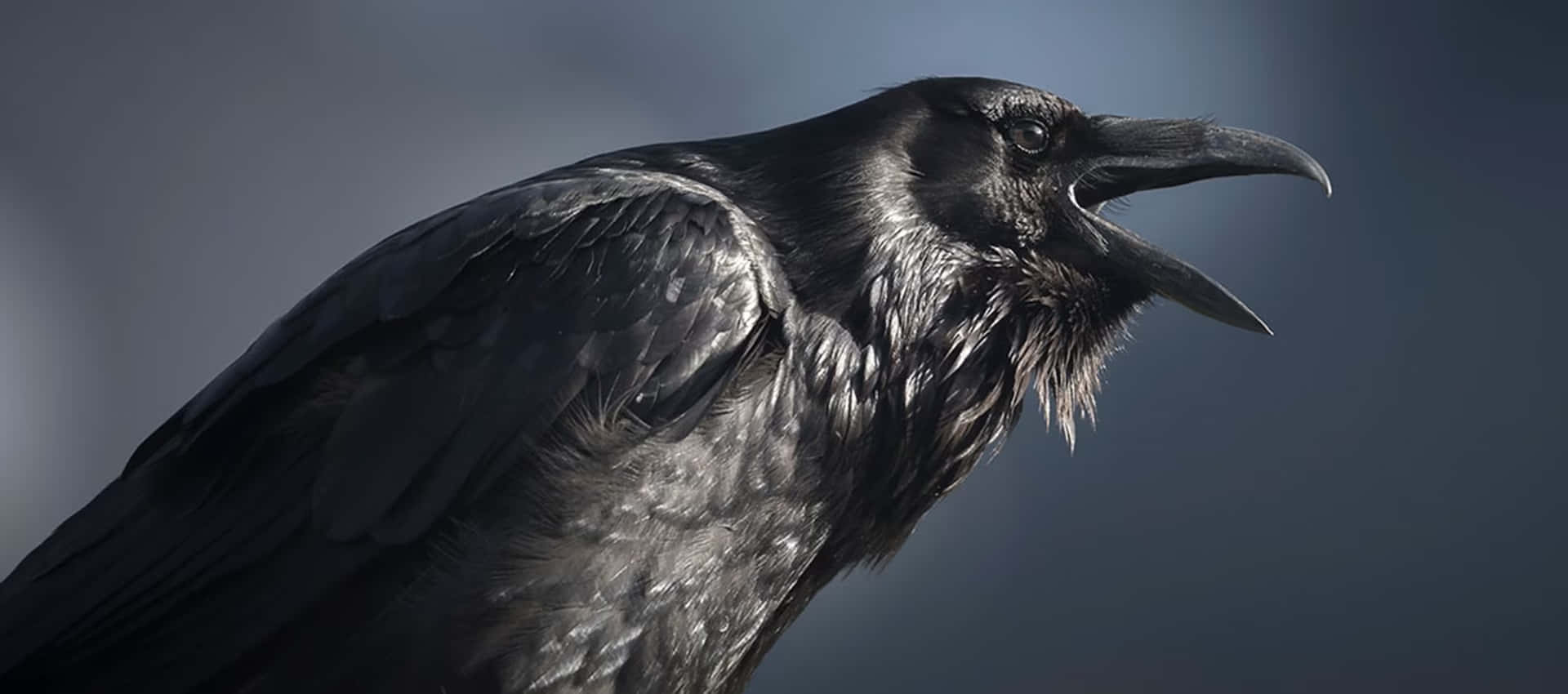 Raven 桌布 壁紙 — 一隻黑色烏鴉的近距離特寫，羽毛光澤，喙部鋒利，背景為柔和的灰色。
