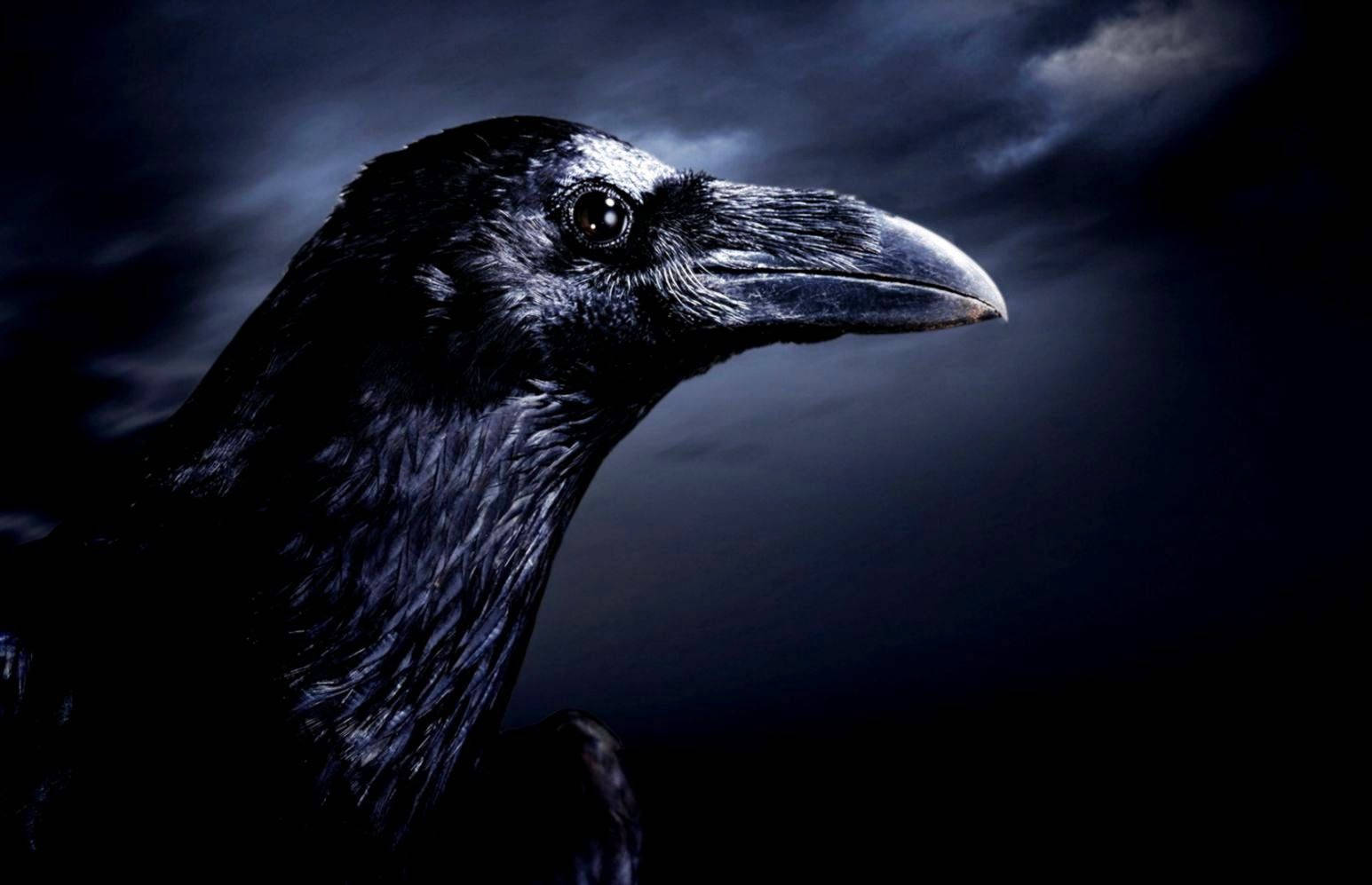 Raven 桌布 壁紙 — 一隻黑色烏鴉頭部的特寫，背景是黑暗風暴的天空，帶有戲劇性的燈光。