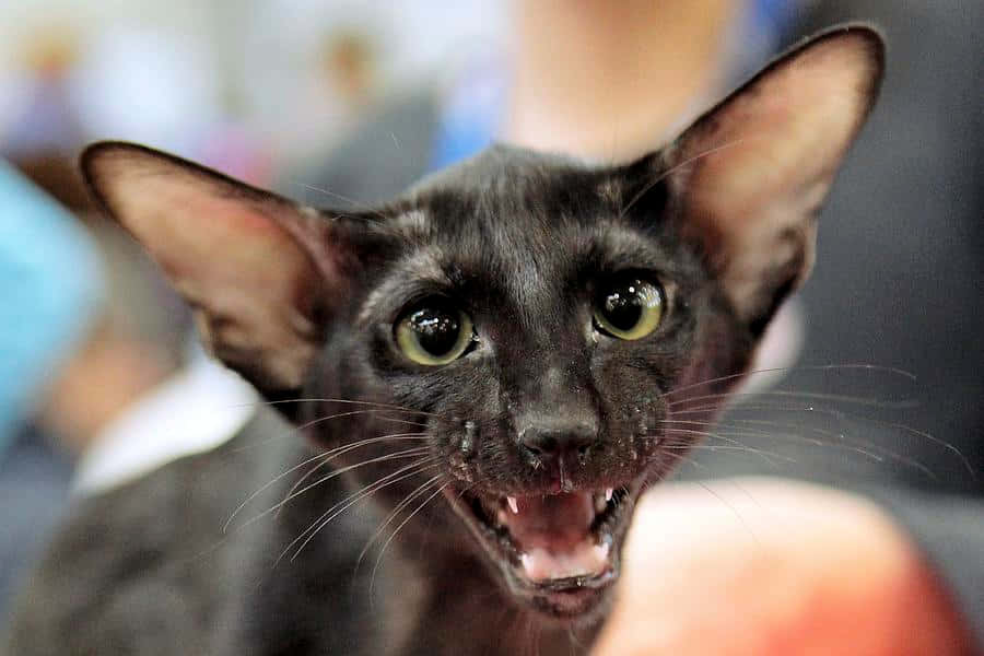 Oriental Shorthair 桌布 壁紙 — 一隻黑色無毛貓的特寫，有大耳朵和大眼睛，露出牙齒，表情兇猛。