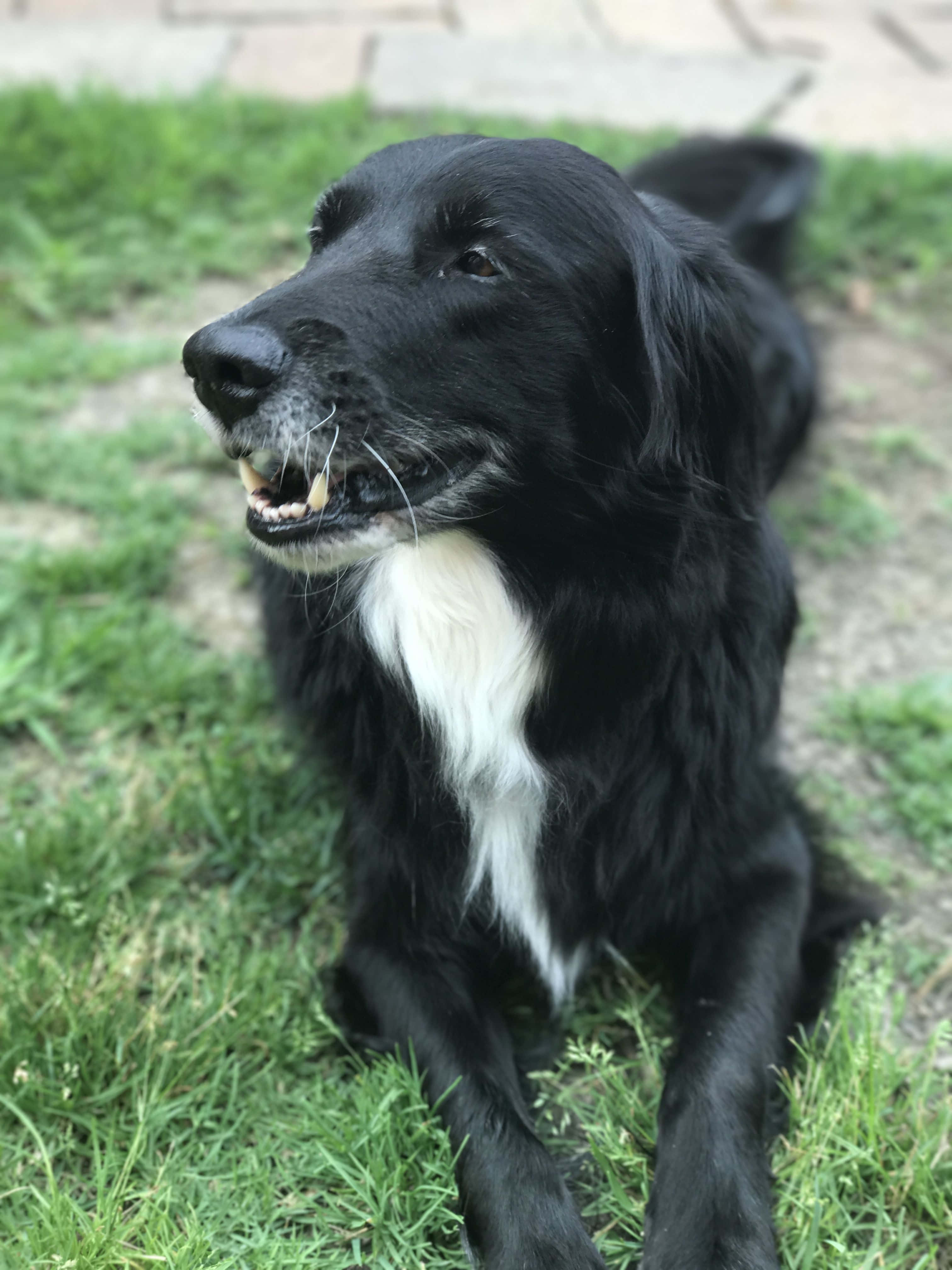 Big Dog 桌布 壁紙 — 一隻黑色狗，白色胸口，警覺地坐在綠色草地上，嘴巴微微張開露出牙齒。