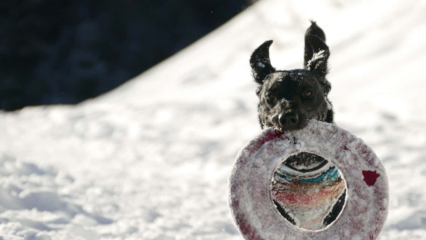 1366x768 Frisbee 桌布 壁紙 — 一隻黑色狗狗耳朵上有雪，在明亮的雪地上叼著一個色彩繽紛的飛盤。