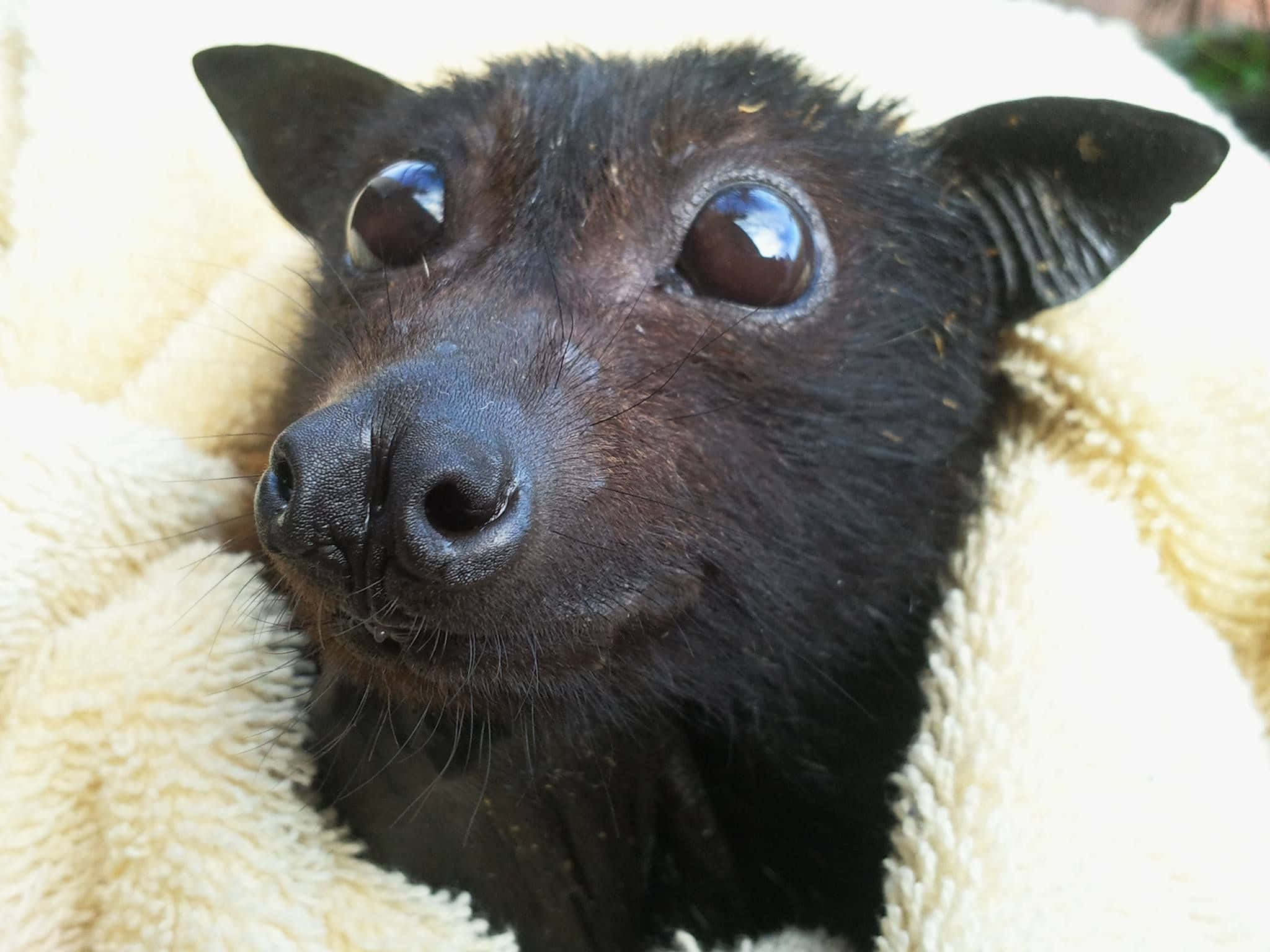 Bats 桌布 壁紙 — 一隻黑色狗狗閃亮眼睛從毛絨絨的奶油色毯子中探出頭來的特寫。