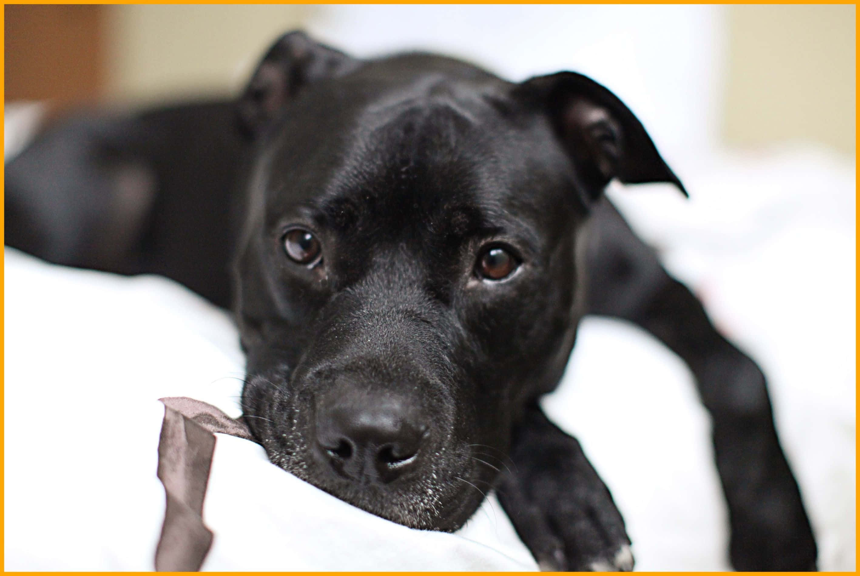 Black Pitbull 桌布 壁紙 — 一隻黑色狗用充滿靈魂的棕色眼睛將頭靠在白色枕頭上，直視鏡頭。