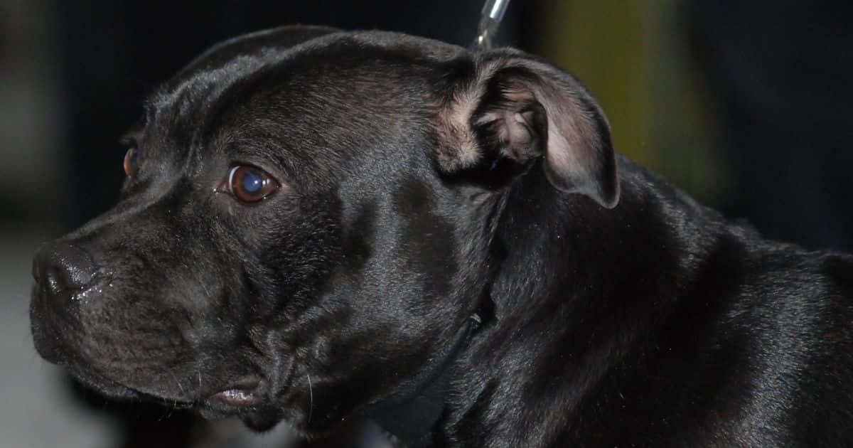 Black Pitbull 桌布 壁紙 — 一隻黑色狗的特寫，毛髮光澤，溫暖的棕色眼睛若有所思地望著側邊。