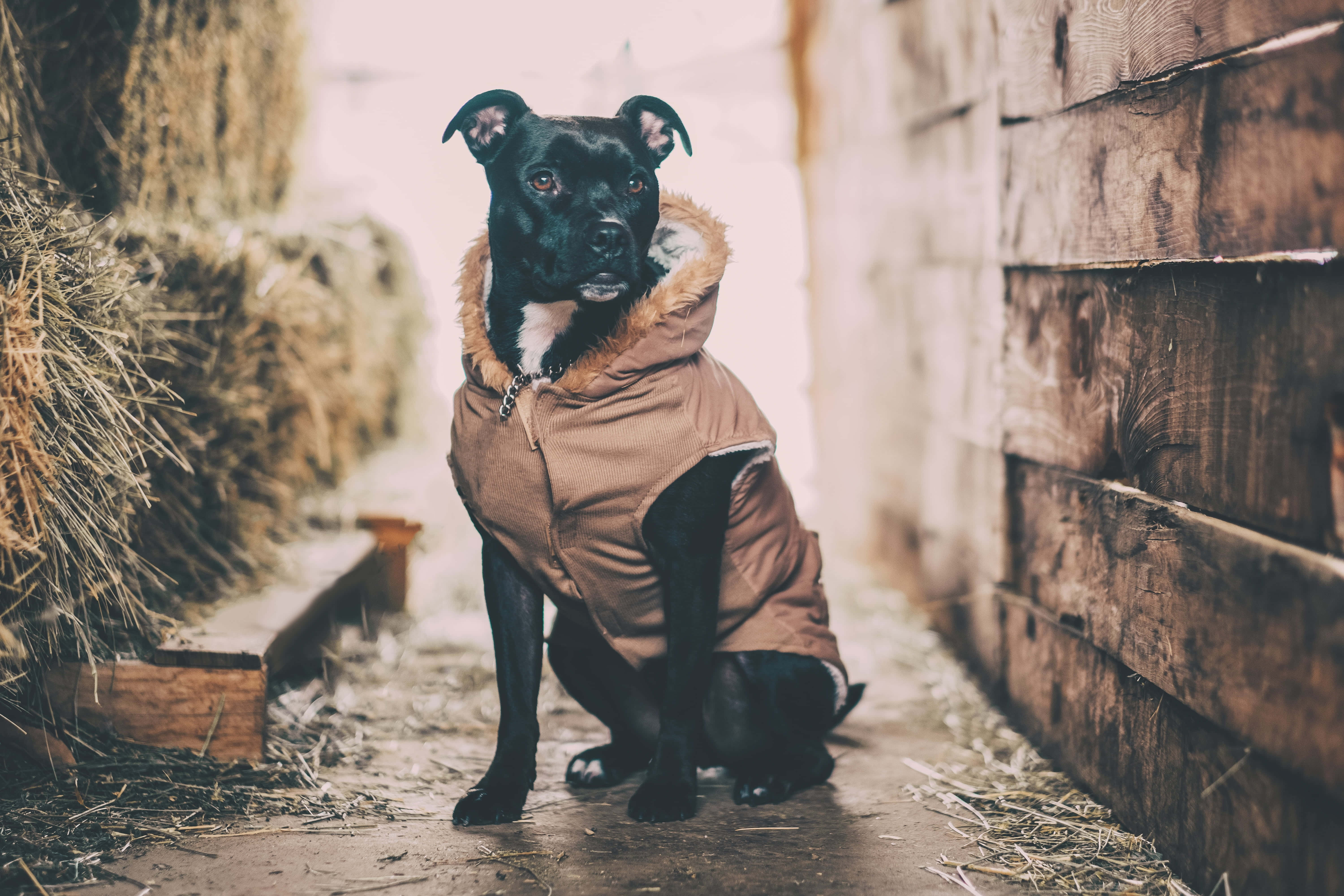 Black Pitbull 桌布 壁紙 — 一隻黑色狗穿著棕色羽絨外套，警覺地坐在一個有乾草捆和木牆的鄉村穀倉通道中。