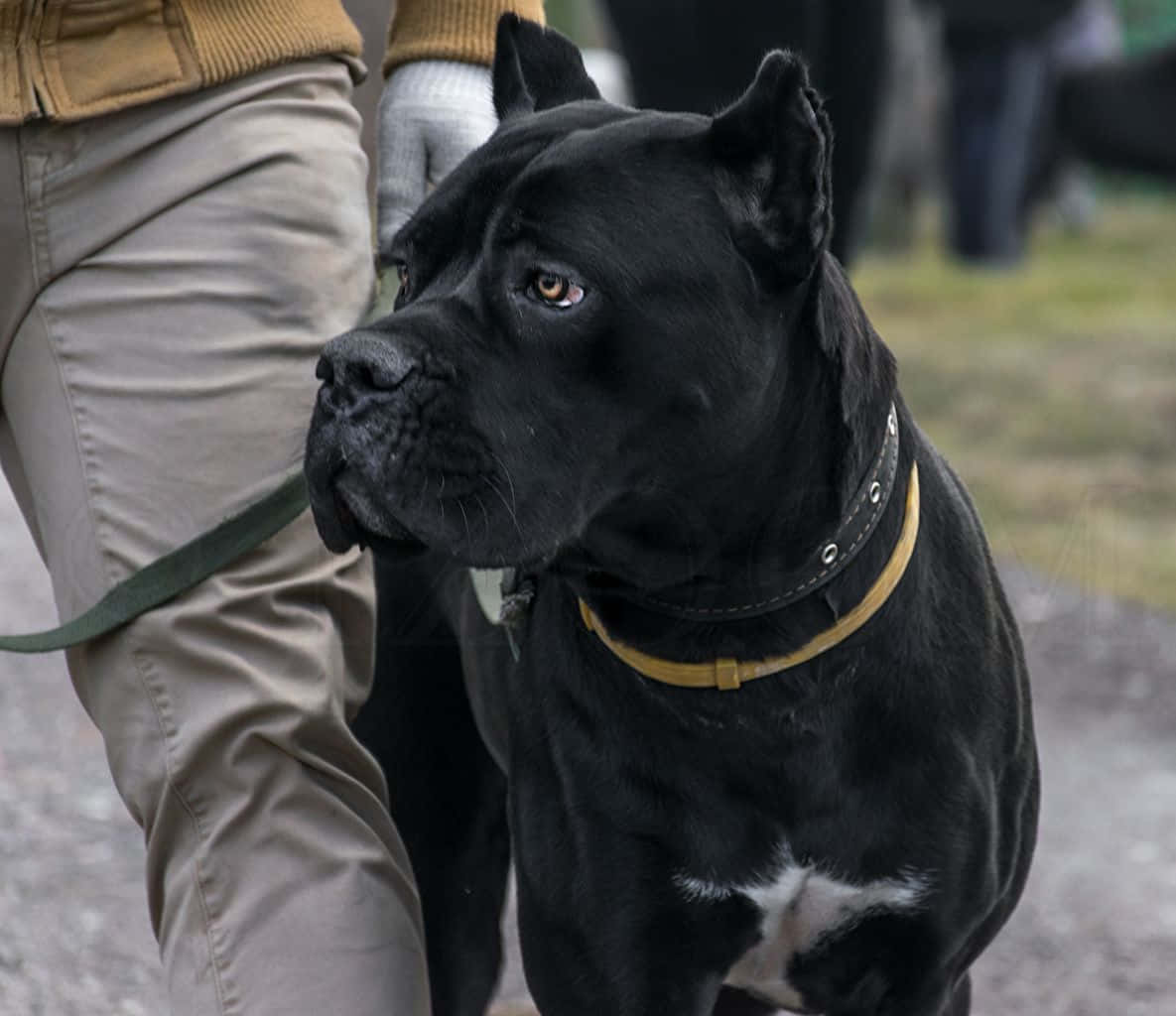 卡斯羅犬 桌布 壁紙 — 一隻黑色的Cane Corso狗，有著琥珀色的眼睛和黃色項圈，警覺地站在碎石路上一位穿著米色褲子的人旁邊。
