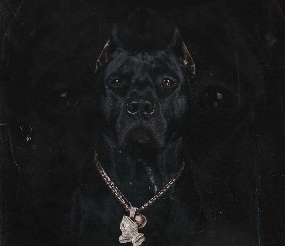 Black Pitbull 桌布 壁紙 — 一隻黑色的卡斯羅犬，戴著鑲有鑽石的祈禱手吊墜項鍊，在深色紋理背景前強烈凝視。
