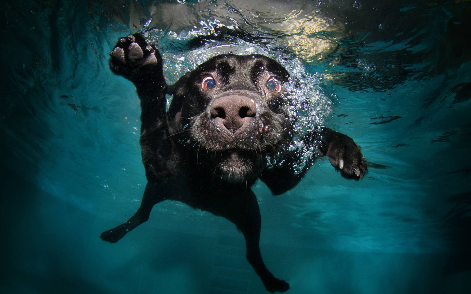 Swimming 桌布 壁紙 — 一隻黑色的狗在水下游泳，睜大眼睛，一隻爪子抬起，濺起頑皮的水花。