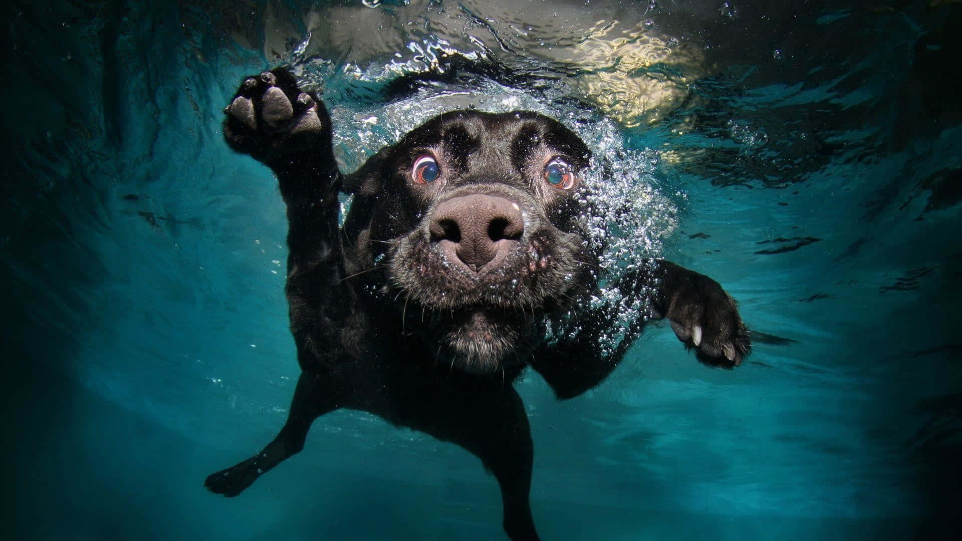 Funny Pet 桌布 壁紙 — 一隻黑色的狗在清澈的藍色水中游泳，眼睛睜大，爪子抬起。