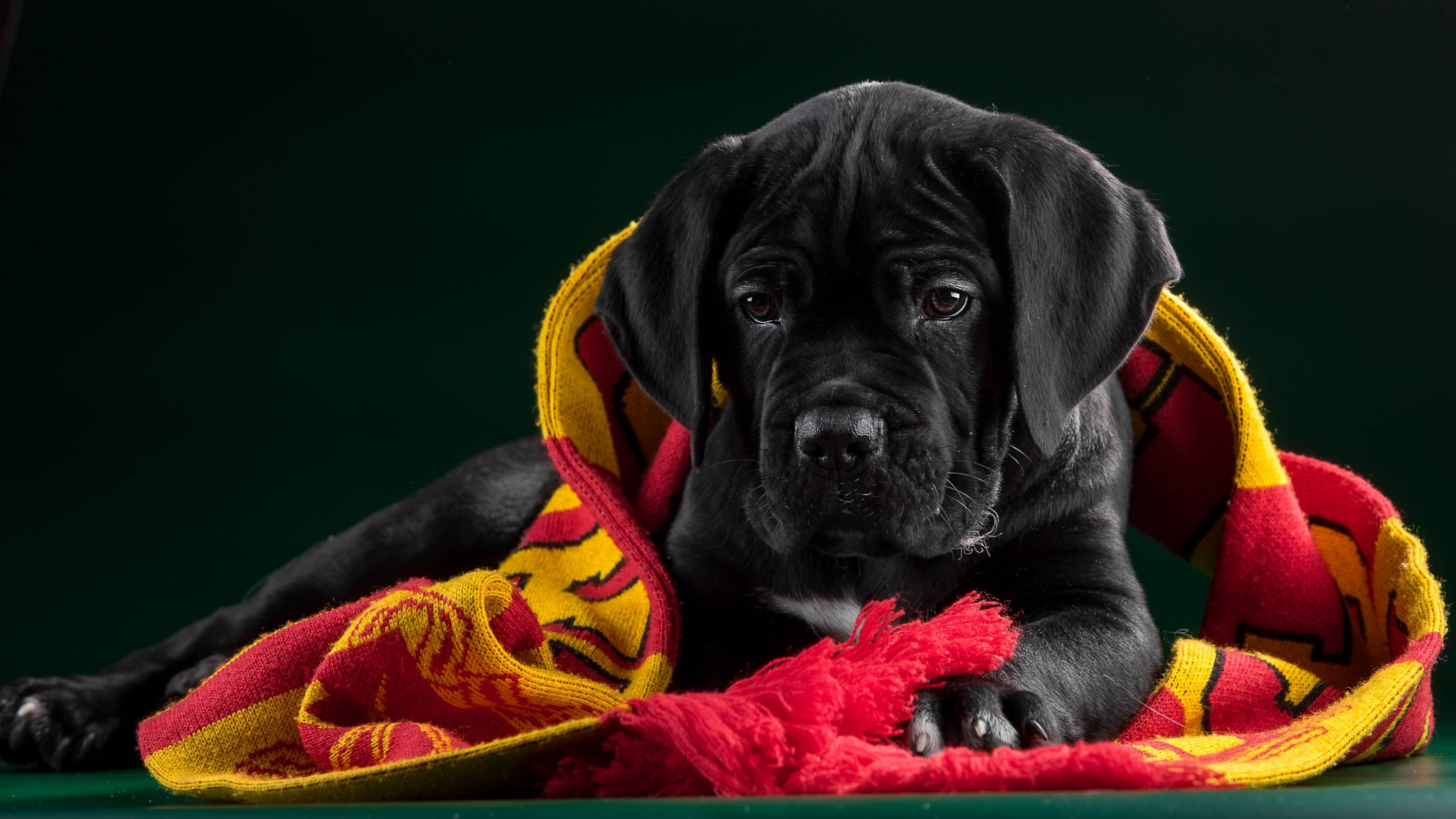 卡斯羅犬 桌布 壁紙 — 一隻黑色皺臉小狗裹著紅黃圖案毛毯，在深綠色背景上休息。