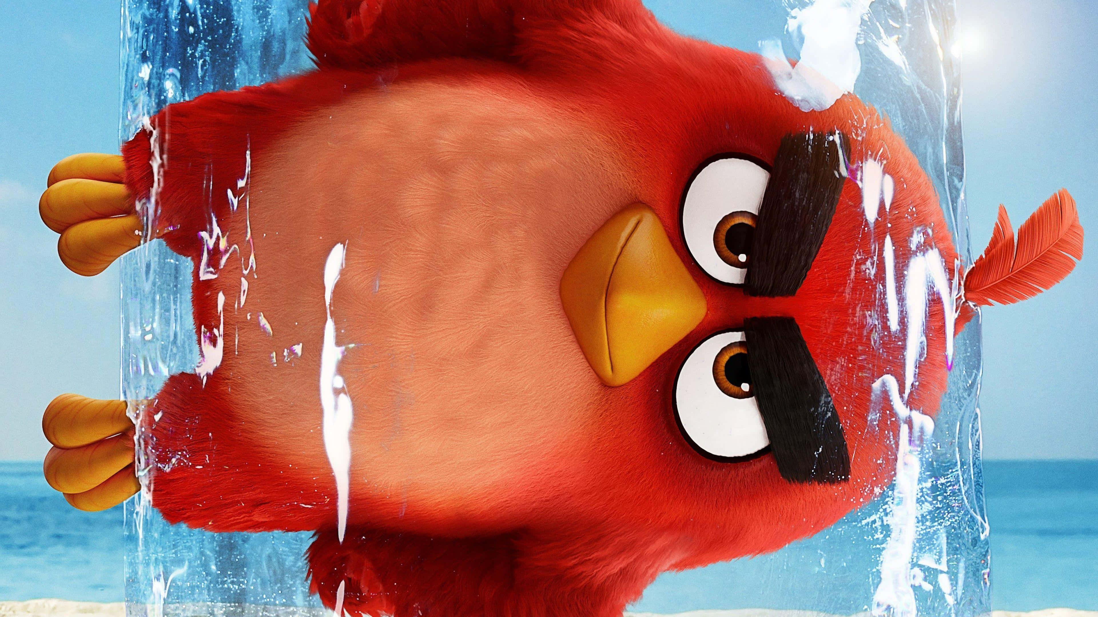 Angry Birds 桌布 壁紙 — 一隻黑色眉毛的紅色憤怒鳥被困在陽光沙灘上正在融化的冰塊中。