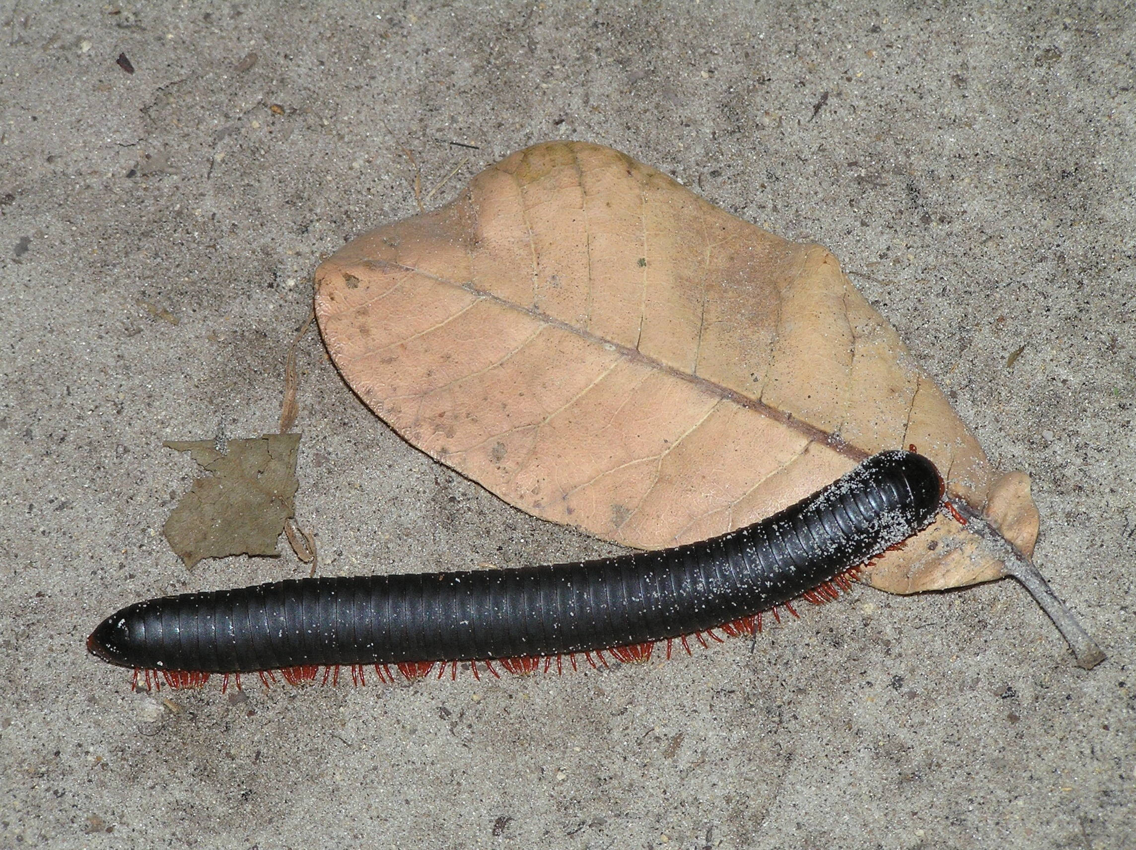 wildlife 桌布 壁紙 — 一隻黑色紅腳的馬陸在粗糙的混凝土地面上，在一塊乾燥的棕色樹葉旁邊爬行。
