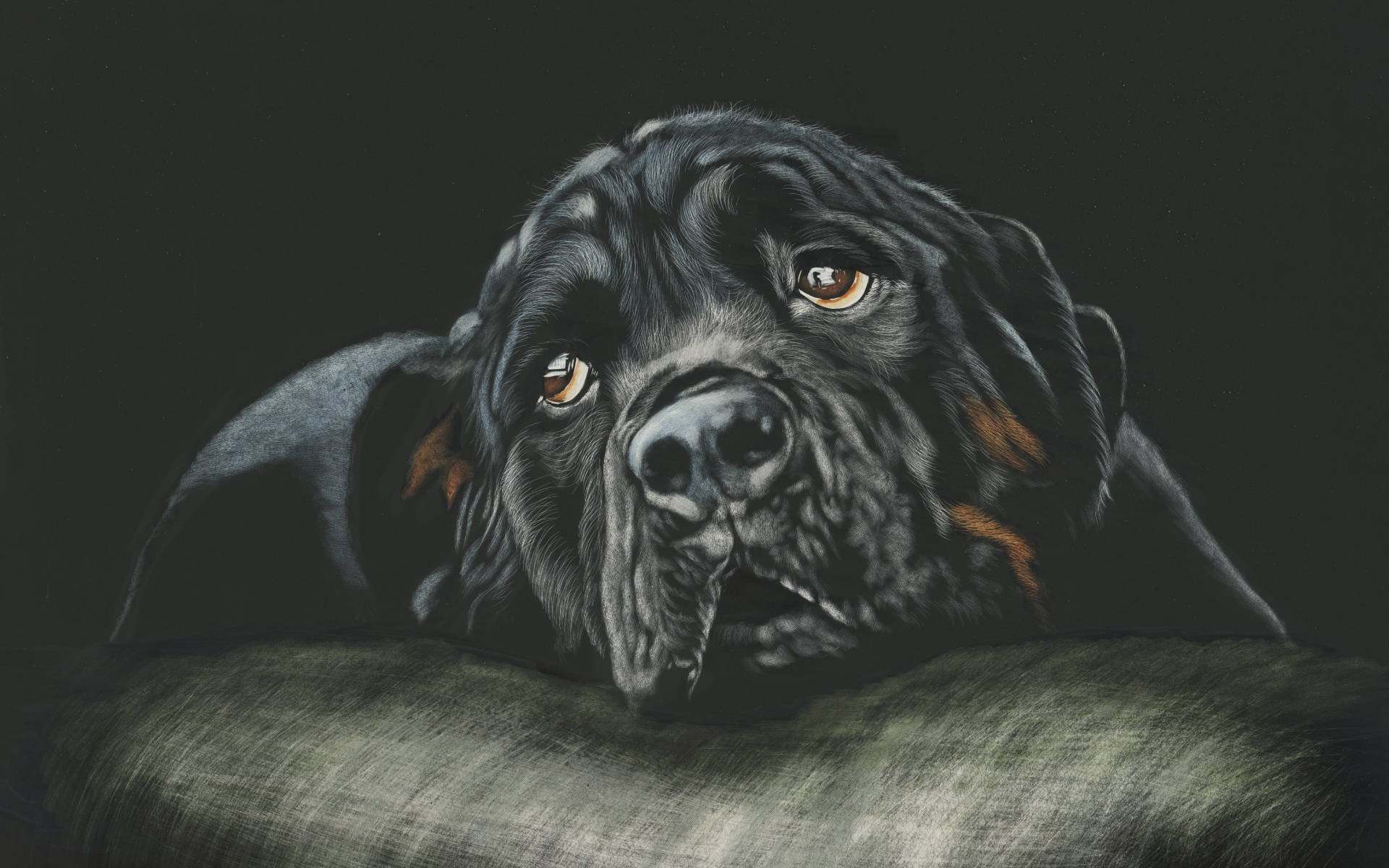 羅威那犬 桌布 壁紙 — 一隻黑色羅威納犬，擁有溫暖的琥珀色眼睛，將頭靠在有紋理的綠色靠墊上，背景為深色。