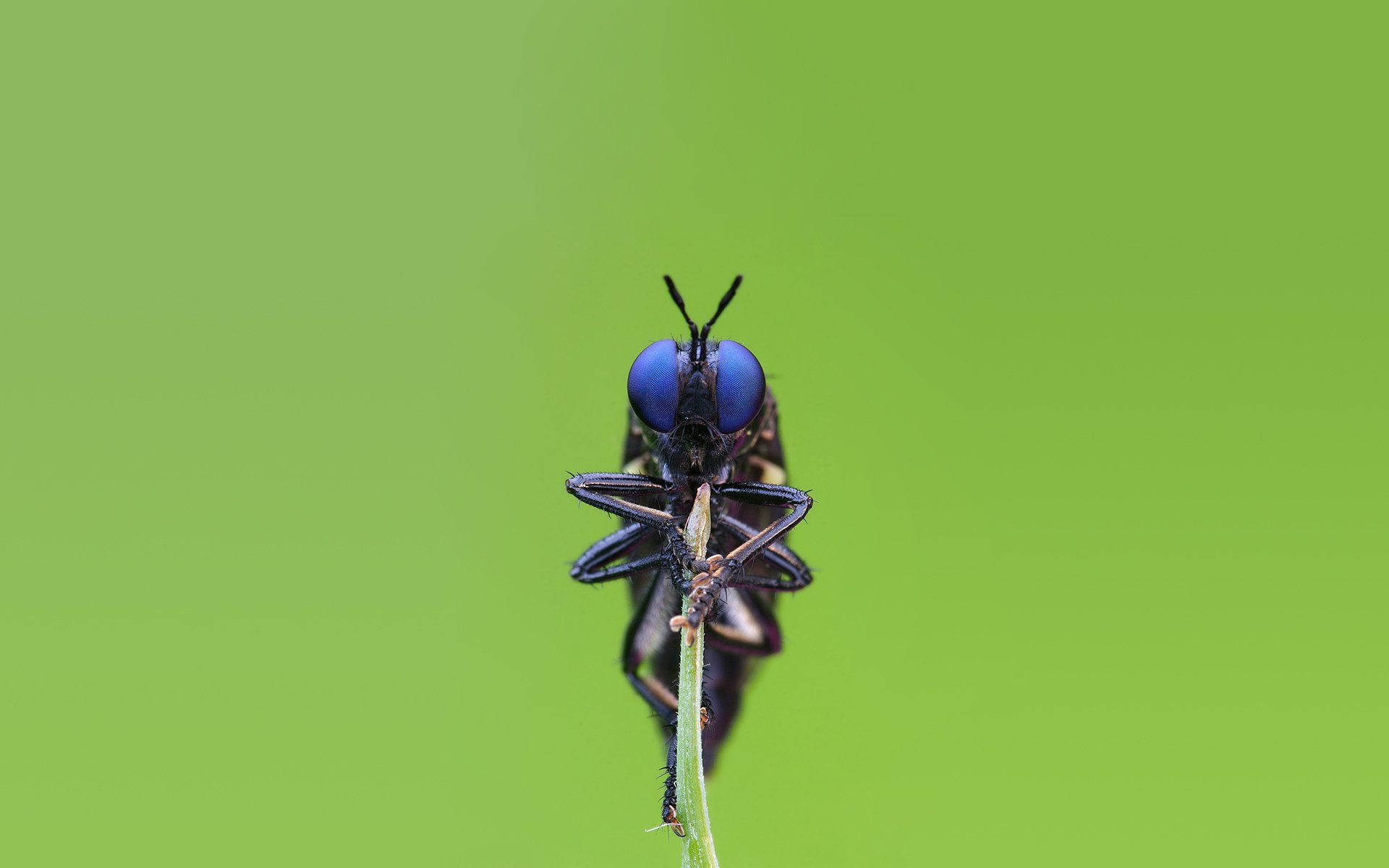 Insect 桌布 壁紙 — 一隻黑色蒼蠅的特寫，擁有引人注目的藍色眼睛，棲息在細長的綠色莖上，背景為純青檸綠色。