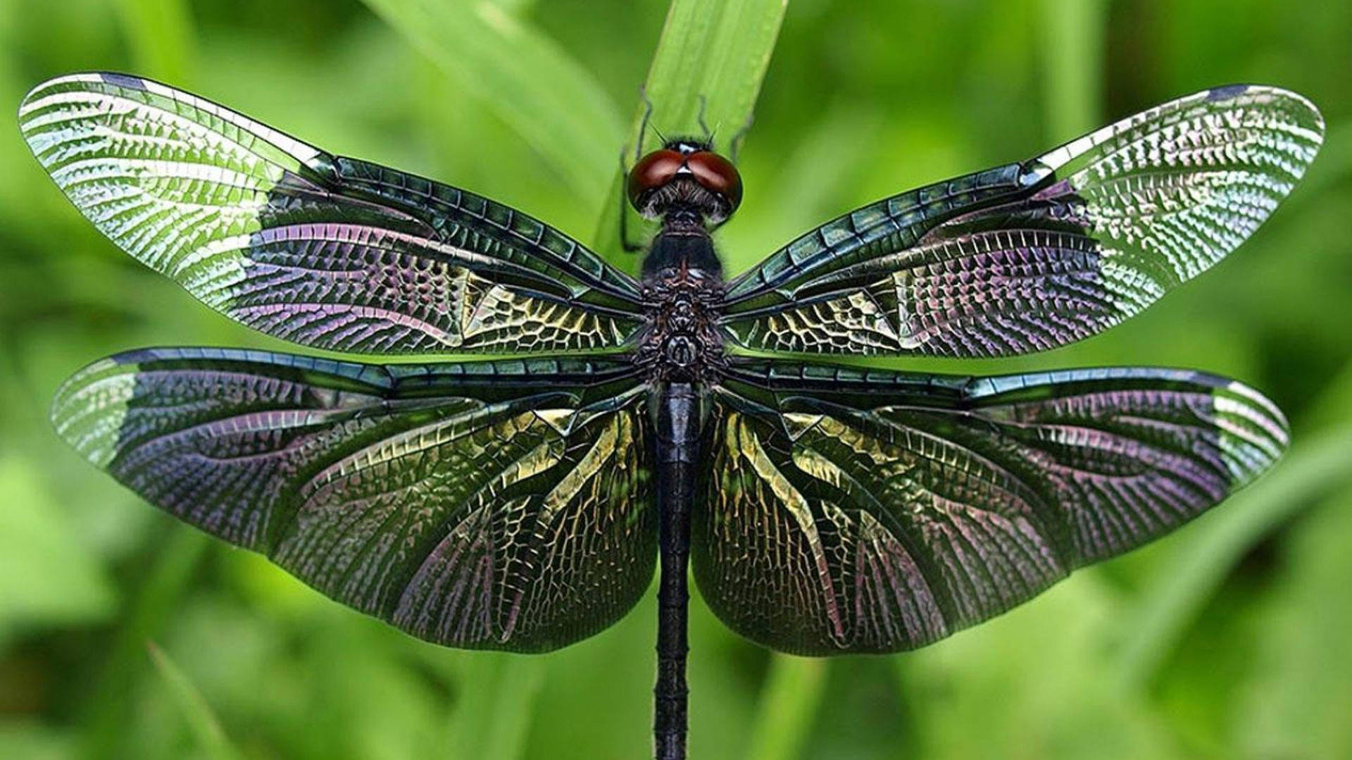 Dragonfly 桌布 壁紙 — 一隻黑色蜻蜓帶有彩虹色翅膀，棲息在草葉上，背景為柔和綠色的特寫。