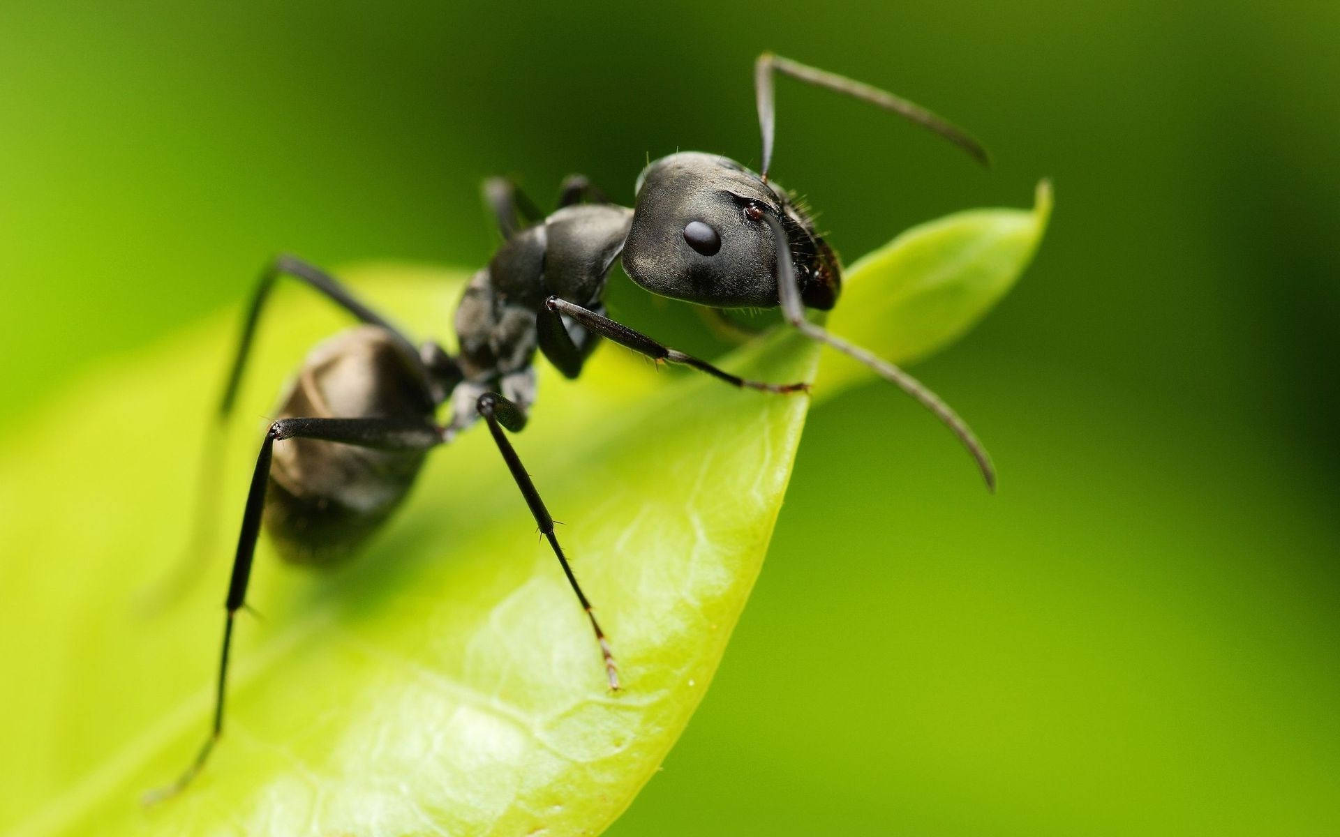 ant 桌布 壁紙 — 一隻黑色螞蟻在鮮綠色葉子上爬行的特寫照片，背景為模糊的樹葉。