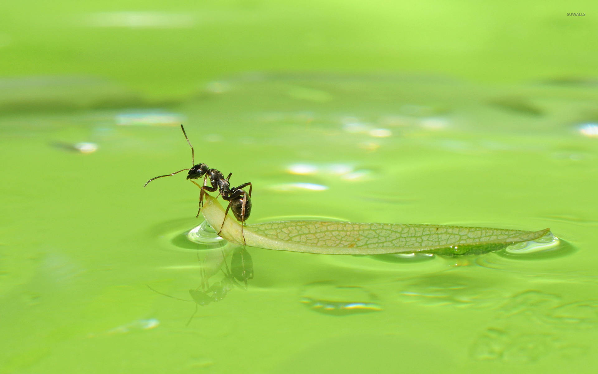 ant 桌布 壁紙 — 一隻黑色螞蟻爬上漂浮在翠綠水面上、帶有漣漪和倒影的葉子。