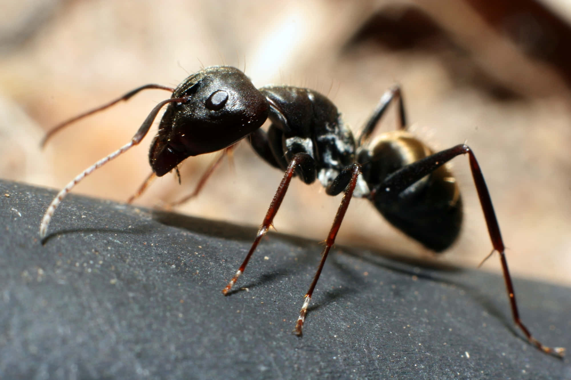 ant 桌布 壁紙 — 一隻黑色螞蟻的特寫照片，具有詳細的腿和觸角，在黑暗的表面上爬行。