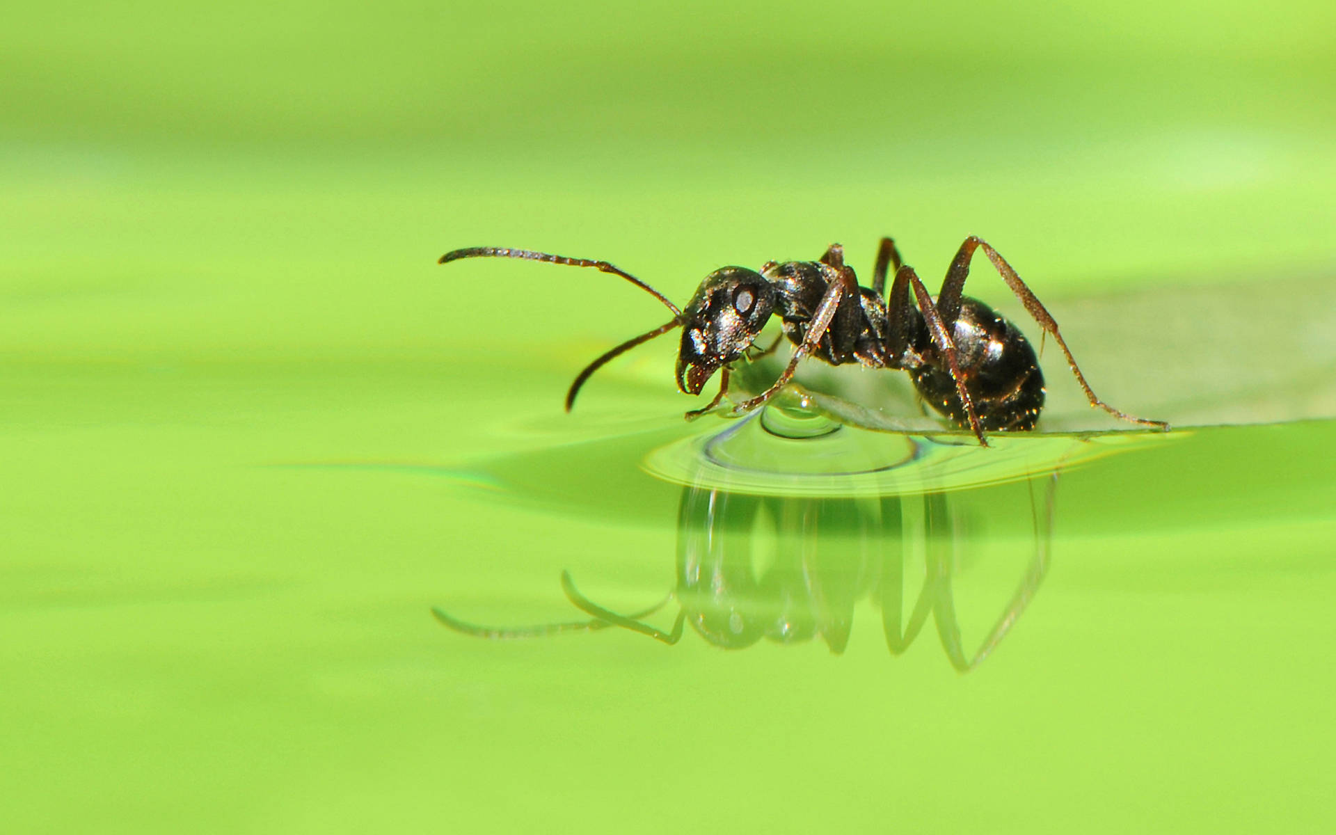 ant 桌布 壁紙 — 一隻黑色螞蟻站在葉子上的水滴上，背景是鮮綠色，反射清晰。