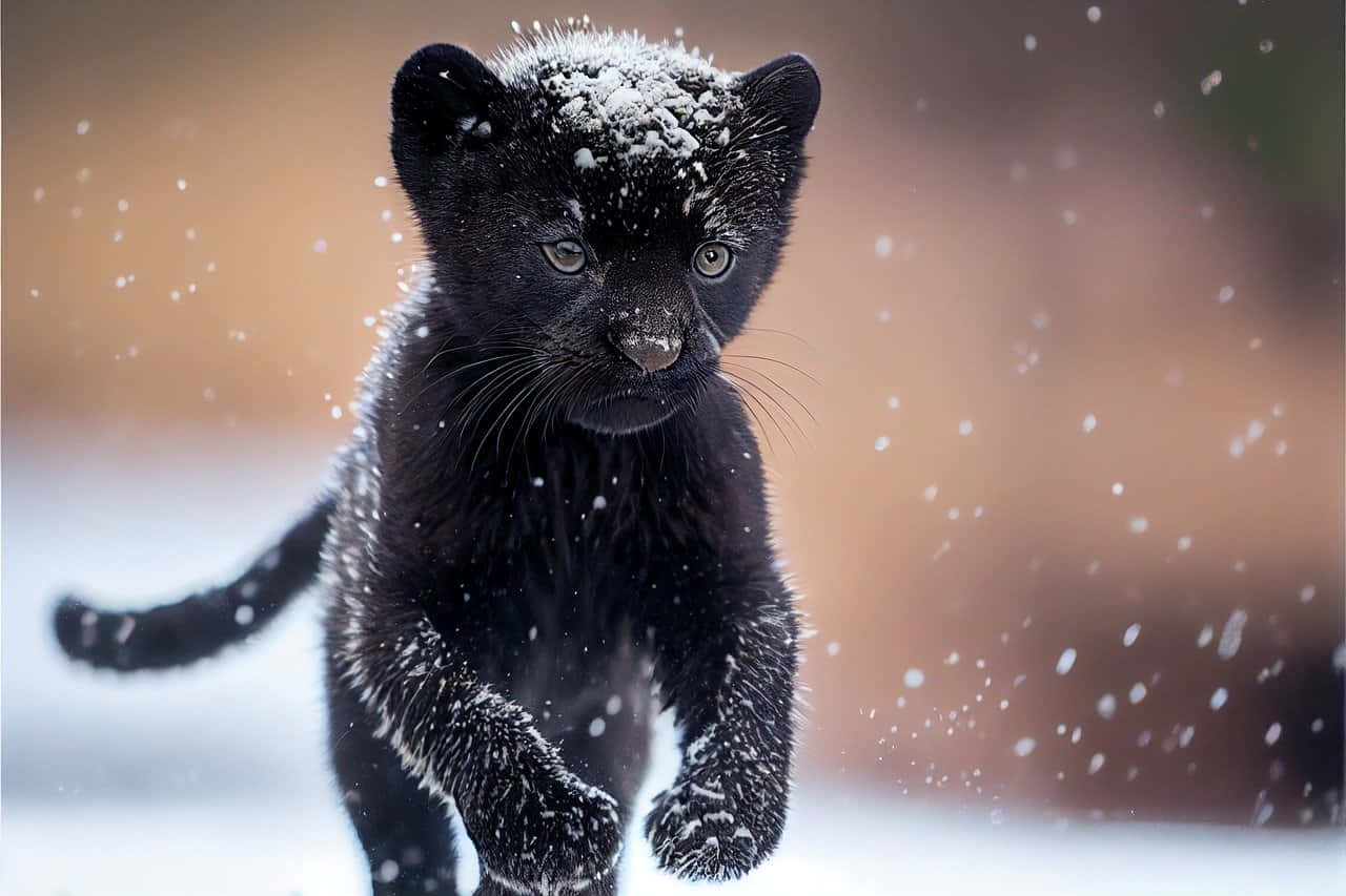panther 桌布 壁紙 — 一隻黑色豹崽在飄雪中奔跑，雪花灑落在牠的皮毛和明亮的眼睛上。