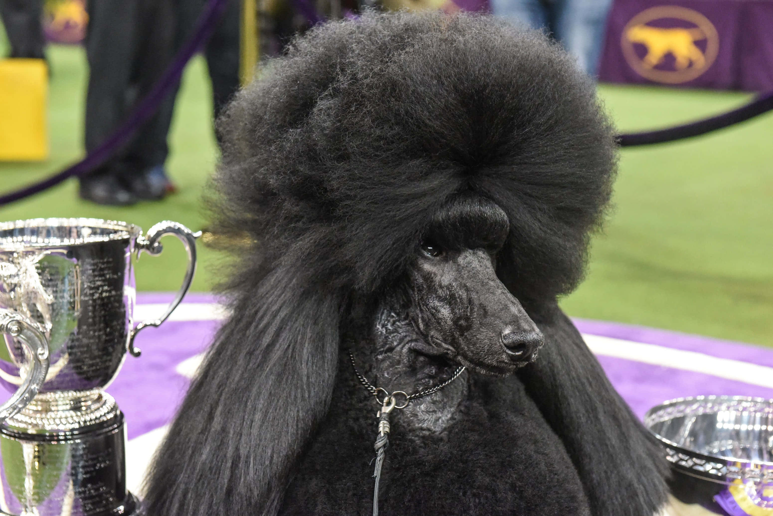 Poodle 桌布 壁紙 — 一隻黑色貴賓犬留著蓬鬆的非洲式髮型，威風凜凜地坐在紫色地毯上閃閃發光的獎盃旁邊。
