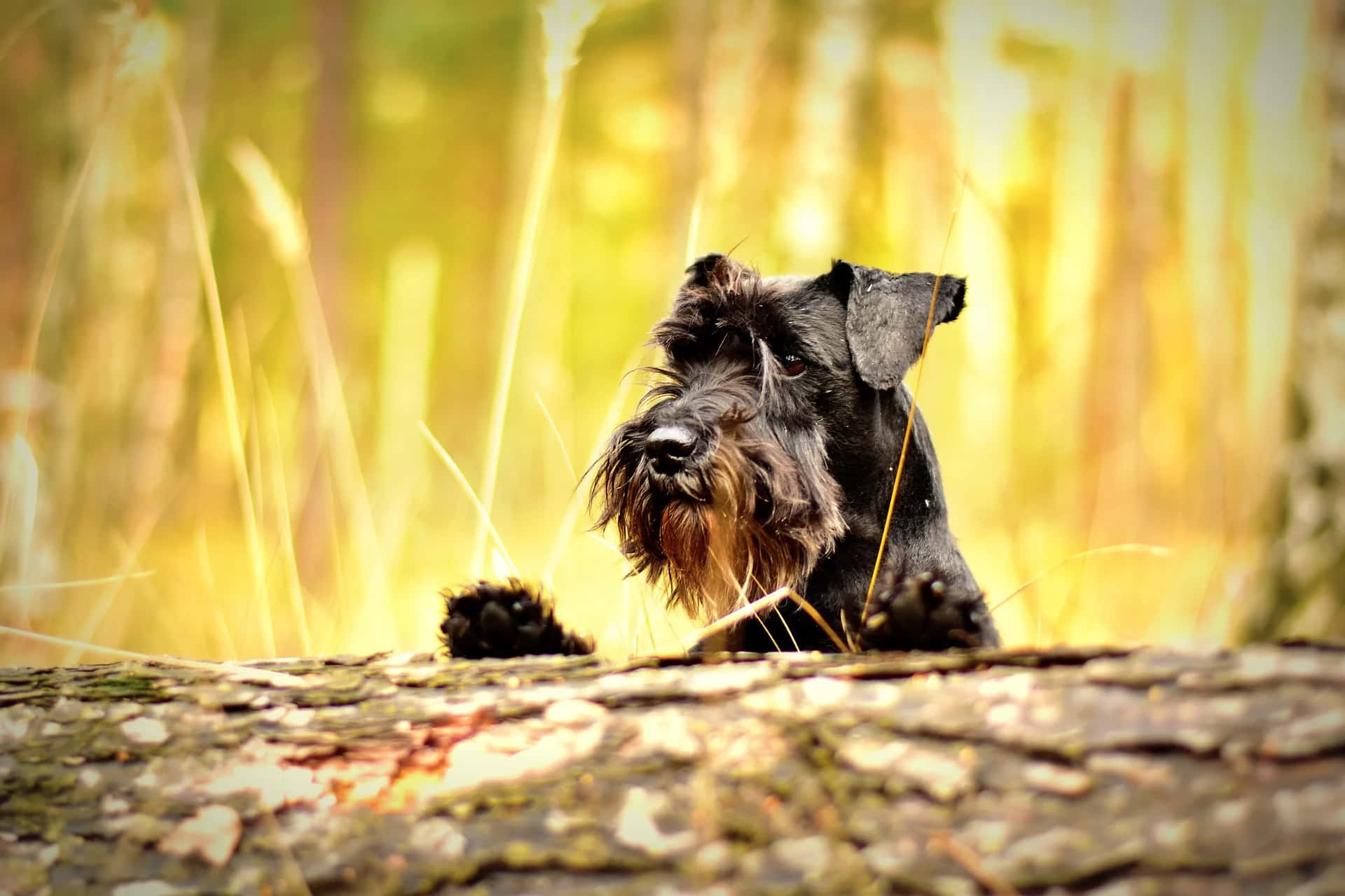 Schnauzer 桌布 壁紙 — 一隻黑色雪納瑞，有著濃密的鬍鬚，警覺地坐在陽光普照的森林中長滿苔蘚的木頭上，背景是金色的散景。