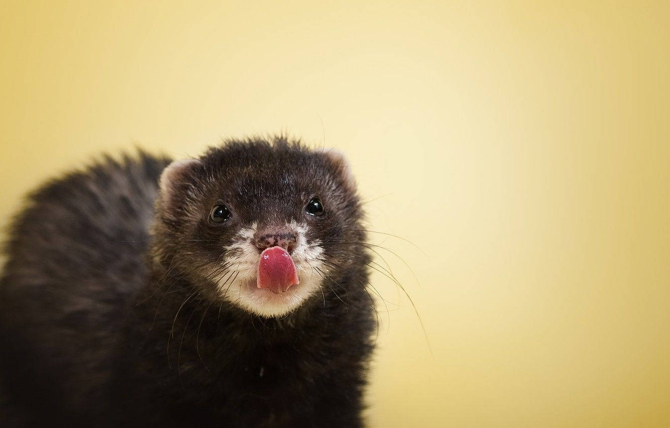 Ferret 桌布 壁紙 — 一隻黑色雪貂白色口鼻部舔鼻子的特寫，背景為柔和黃色。
