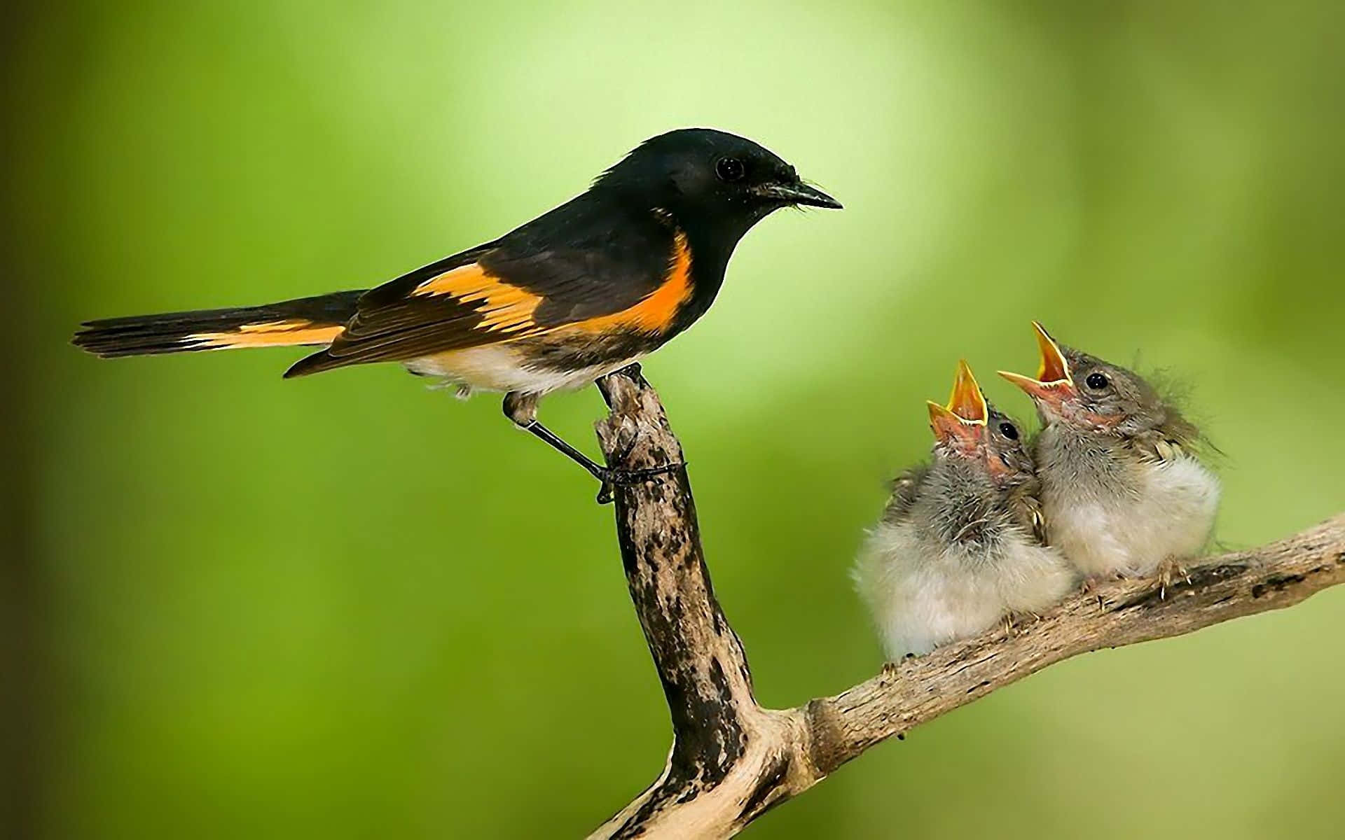 Cute Bird 桌布 壁紙 — 一隻黑色鳥兒帶有橙色翼斑，棲息在樹枝上，對著柔和的綠色背景，餵食兩隻張開喙的毛茸茸雛鳥。