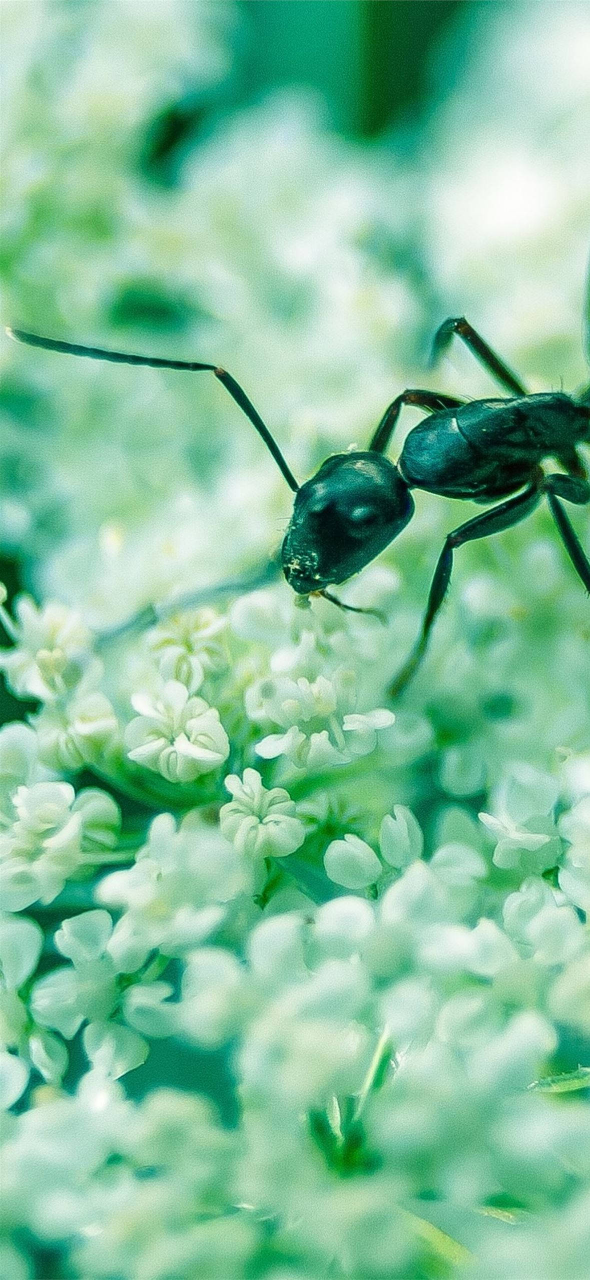 ant 桌布 壁紙 — 一隻黑蟻在清涼綠色調下穿越一片精緻白花田的特寫。