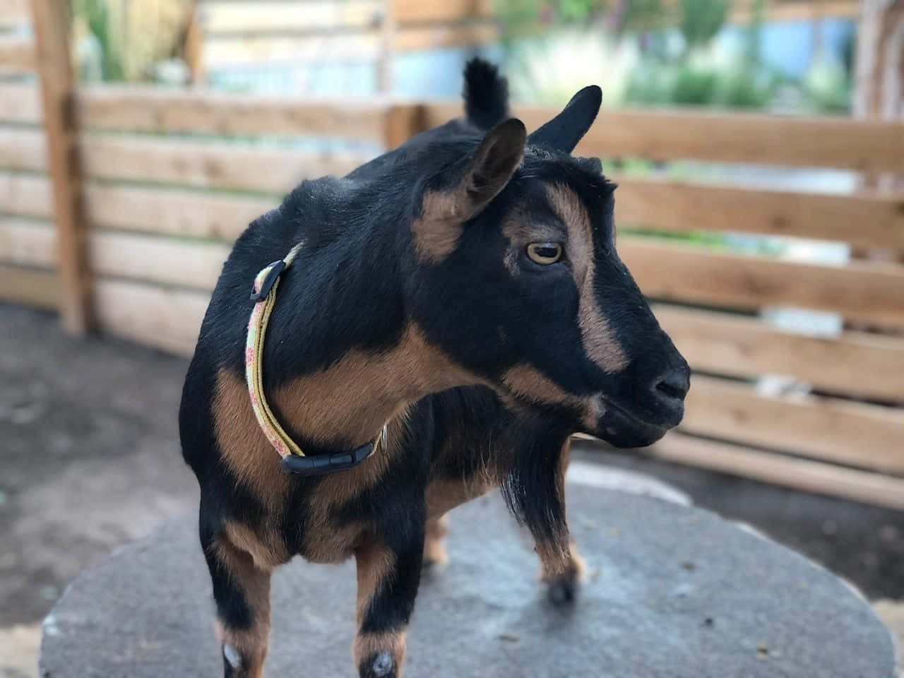 動物 桌布 壁紙 — 一隻黑褐色山羊戴著黃色項圈，警覺地站在木柵欄附近的石面上。