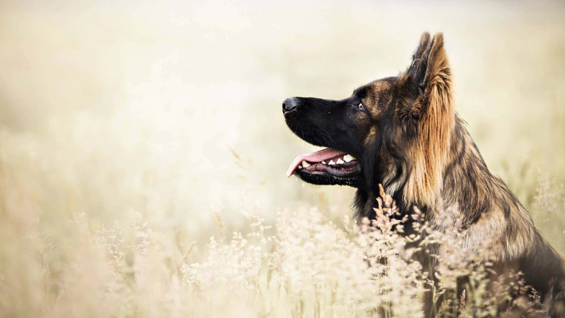 German Shepherd 桌布 壁紙 — 一隻黑褐色德國牧羊犬在柔和的陽光下，警覺地坐在高高的金色草地上。
