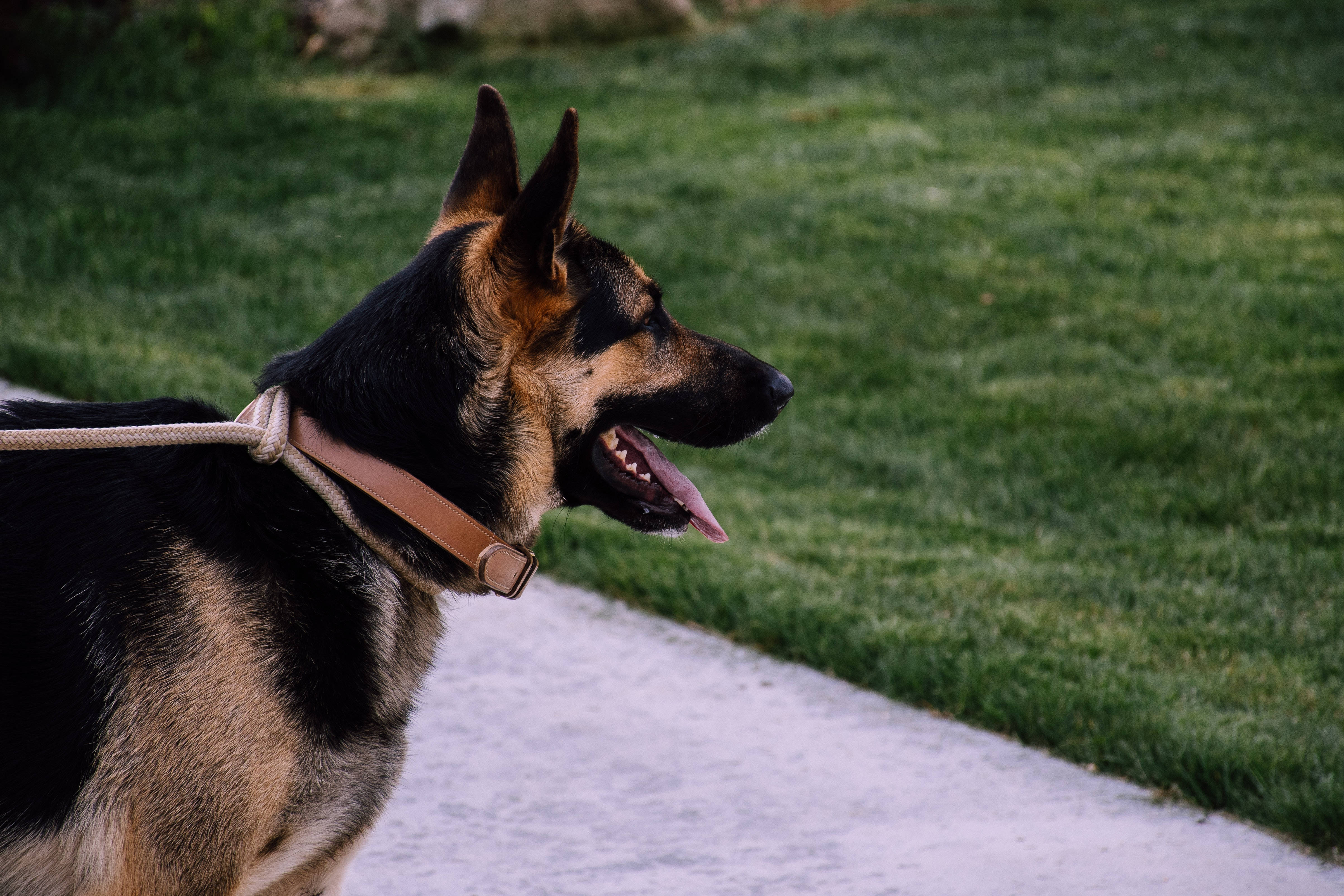 German Shepherd 桌布 壁紙 — 一隻黑褐色德國牧羊犬警覺地站在混凝土小徑上，旁邊是充滿活力的綠色草地。