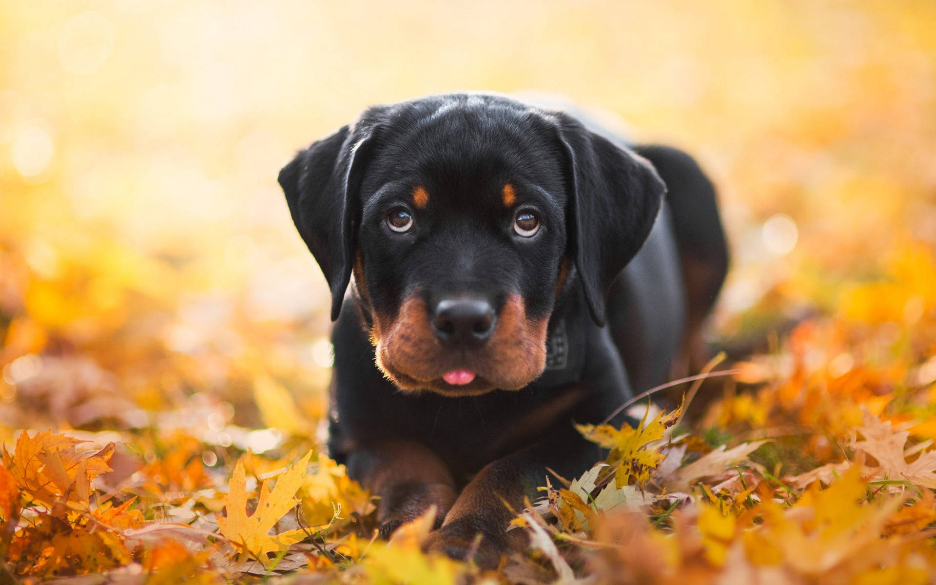 羅威那犬 桌布 壁紙 — 一隻黑褐色洛威拿幼犬躺在金色秋葉中，背景柔和散景。