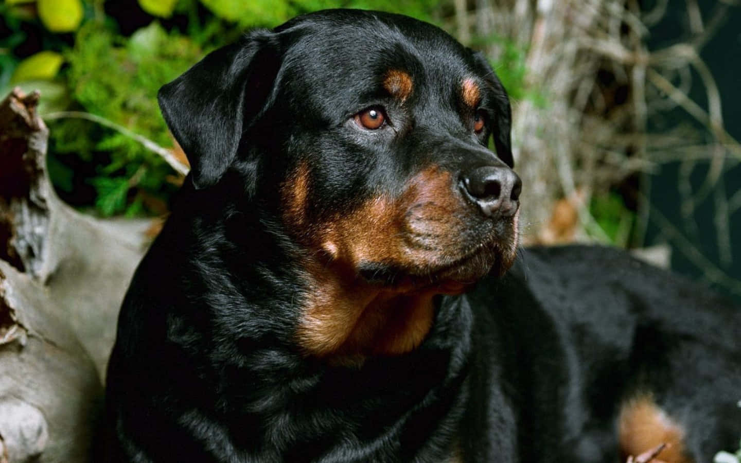 羅威那犬 桌布 壁紙 — 一隻黑褐色洛威拿的近距離特寫，牠在綠色樹葉和樹皮間沉思地凝視著，眼神深邃的棕色眼睛。
