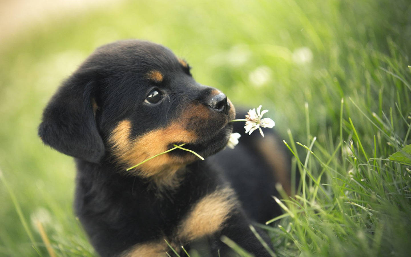 Puppy Dog 桌布 壁紙 — 一隻黑褐色的羅威納幼犬在鮮綠的草地上輕輕叼著一朵白色蒲公英。