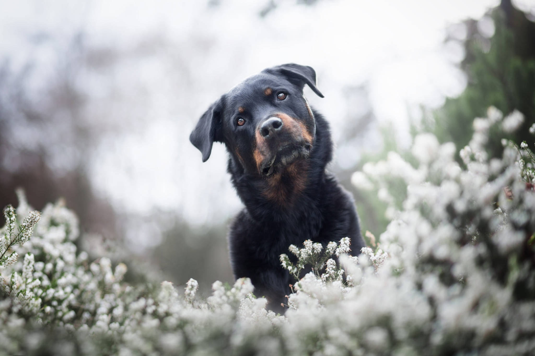 羅威那犬 桌布 壁紙 — 一隻黑褐色羅威納幼犬在白色花叢中好奇地探頭，背景柔和模糊。