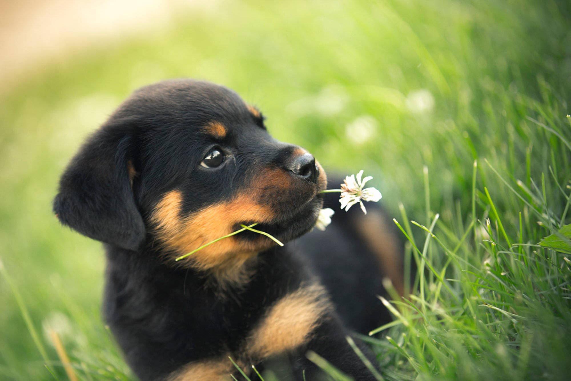 羅威那犬 桌布 壁紙 — 一隻黑褐色羅威納幼犬輕輕咬著白色蒲公英，躺在鮮綠的草地上休息。