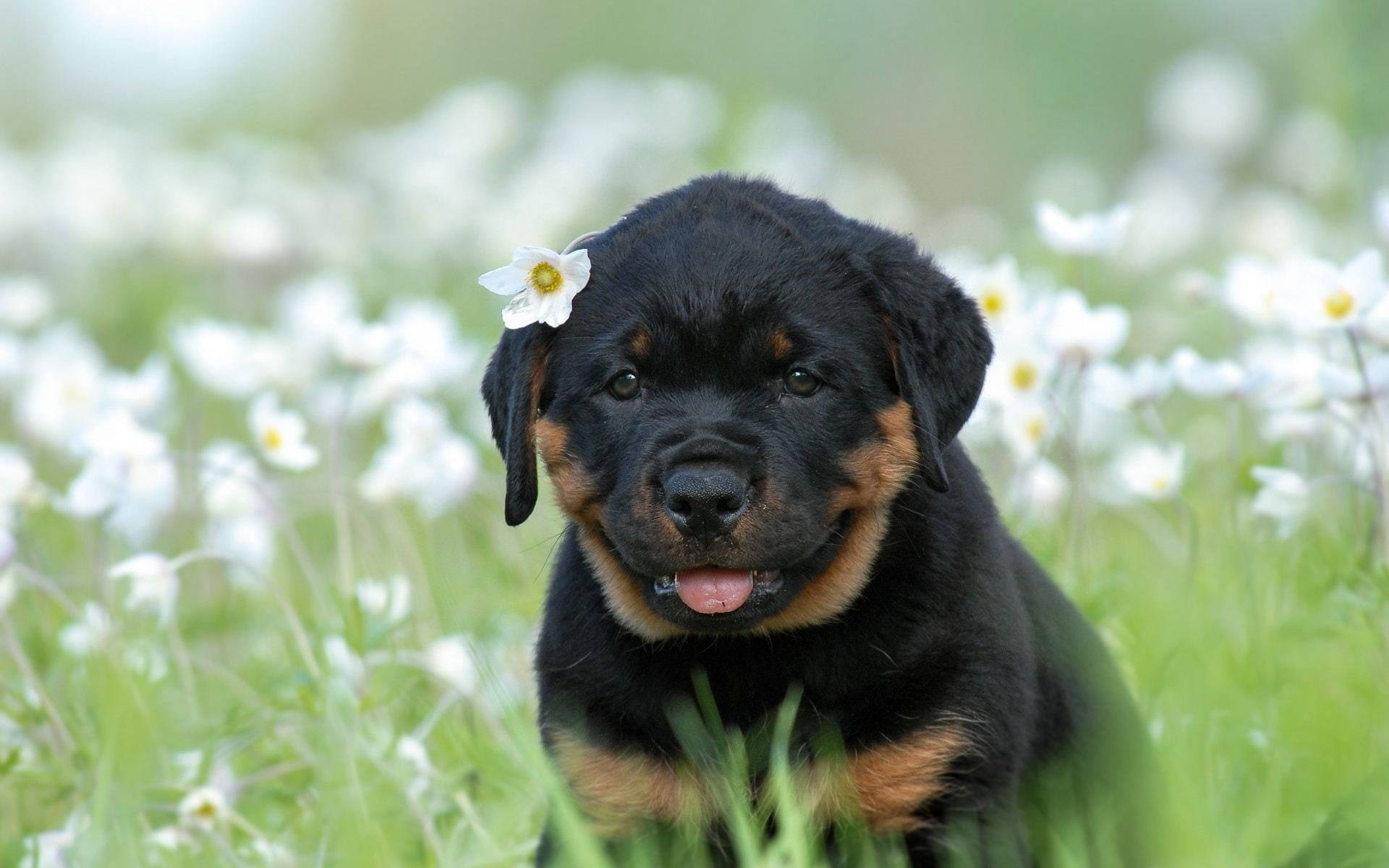 羅威那犬 桌布 壁紙 — 一隻黑褐色羅威納幼犬頭上戴著一朵白色花朵，坐在一片白色花朵和綠色草地的田野中。