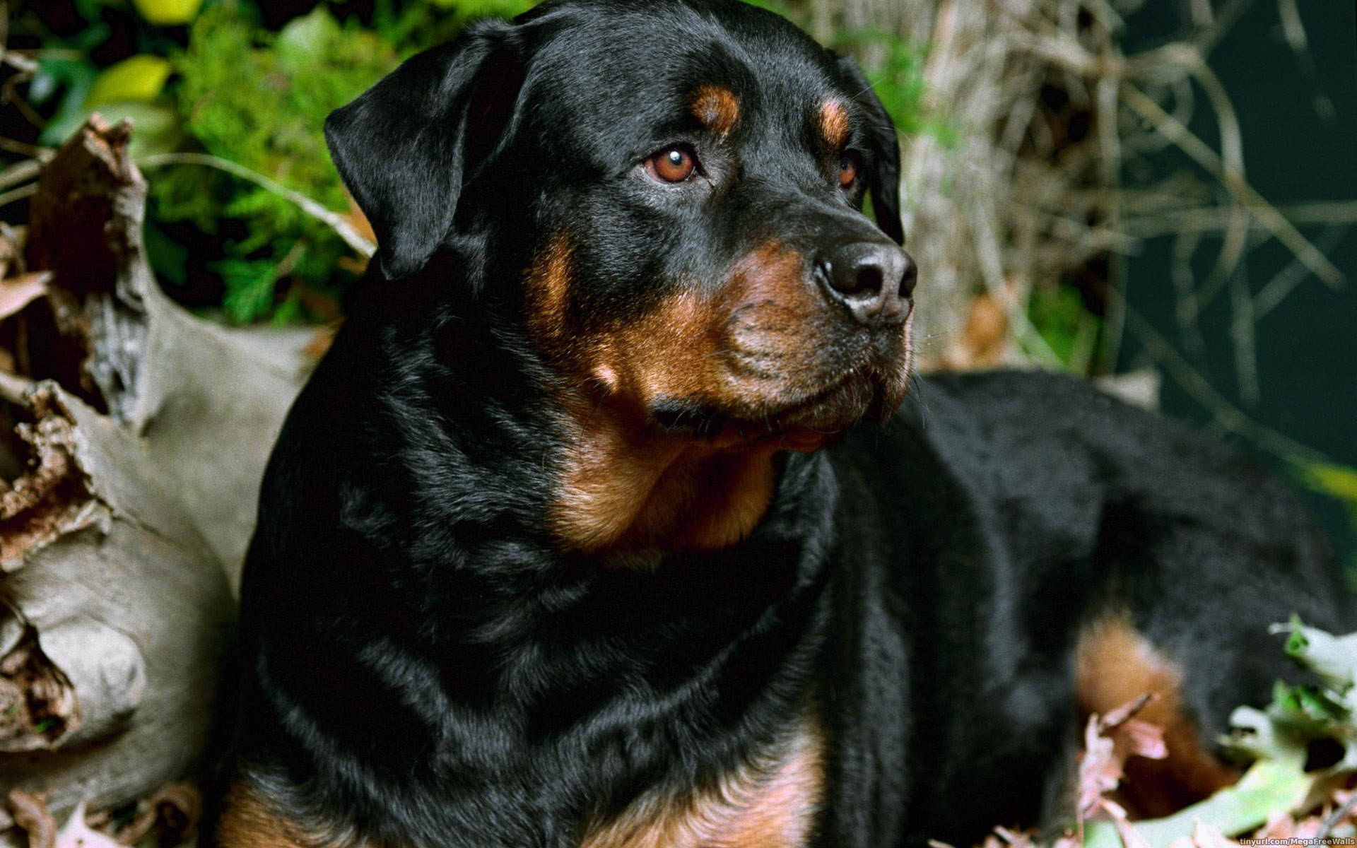 羅威那犬 桌布 壁紙 — 一隻黑褐色羅威納犬，帶著強烈的棕色眼睛，警覺地坐在綠色樹葉和落葉之中。