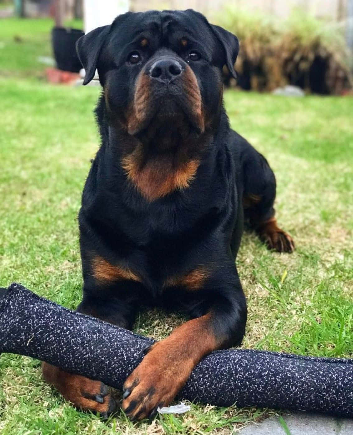 羅威那犬 桌布 壁紙 — 一隻黑褐色羅威納犬平靜地躺在綠色草地上，用爪子抱著一個黑色紋理玩具。