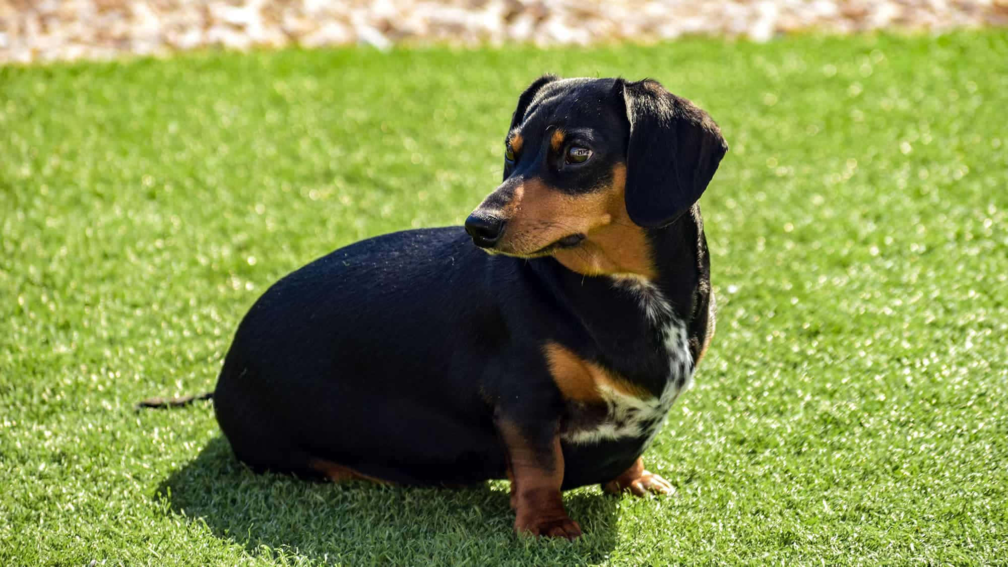 Dachshund Puppy 桌布 壁紙 — 一隻黑褐色臘腸犬在明亮的陽光下警覺地坐在充滿活力的綠色草地上。