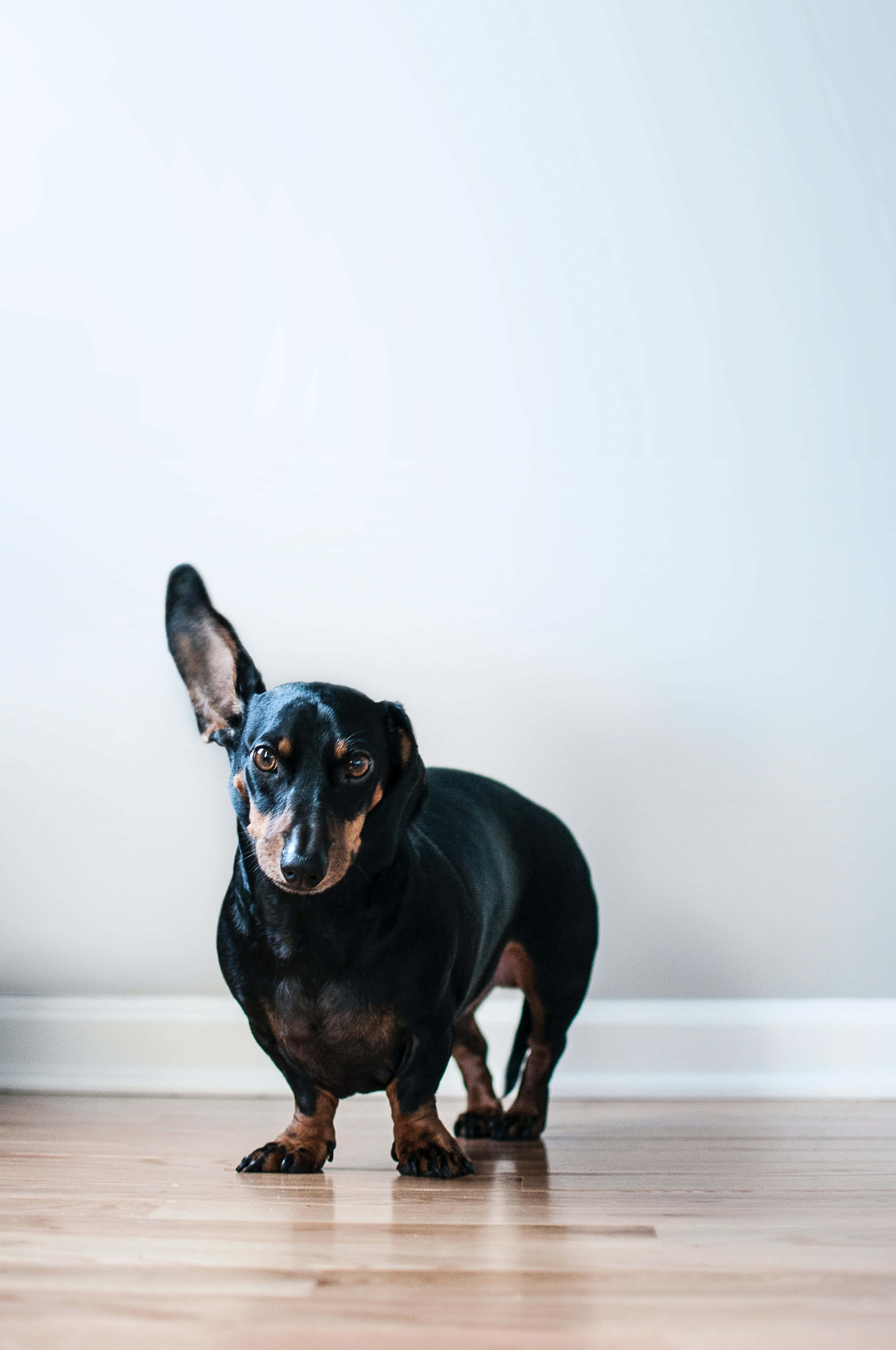 狗 桌布 壁紙 — 一隻黑褐色臘腸犬在淺色木地板上警覺地站立，背景是白色牆壁。