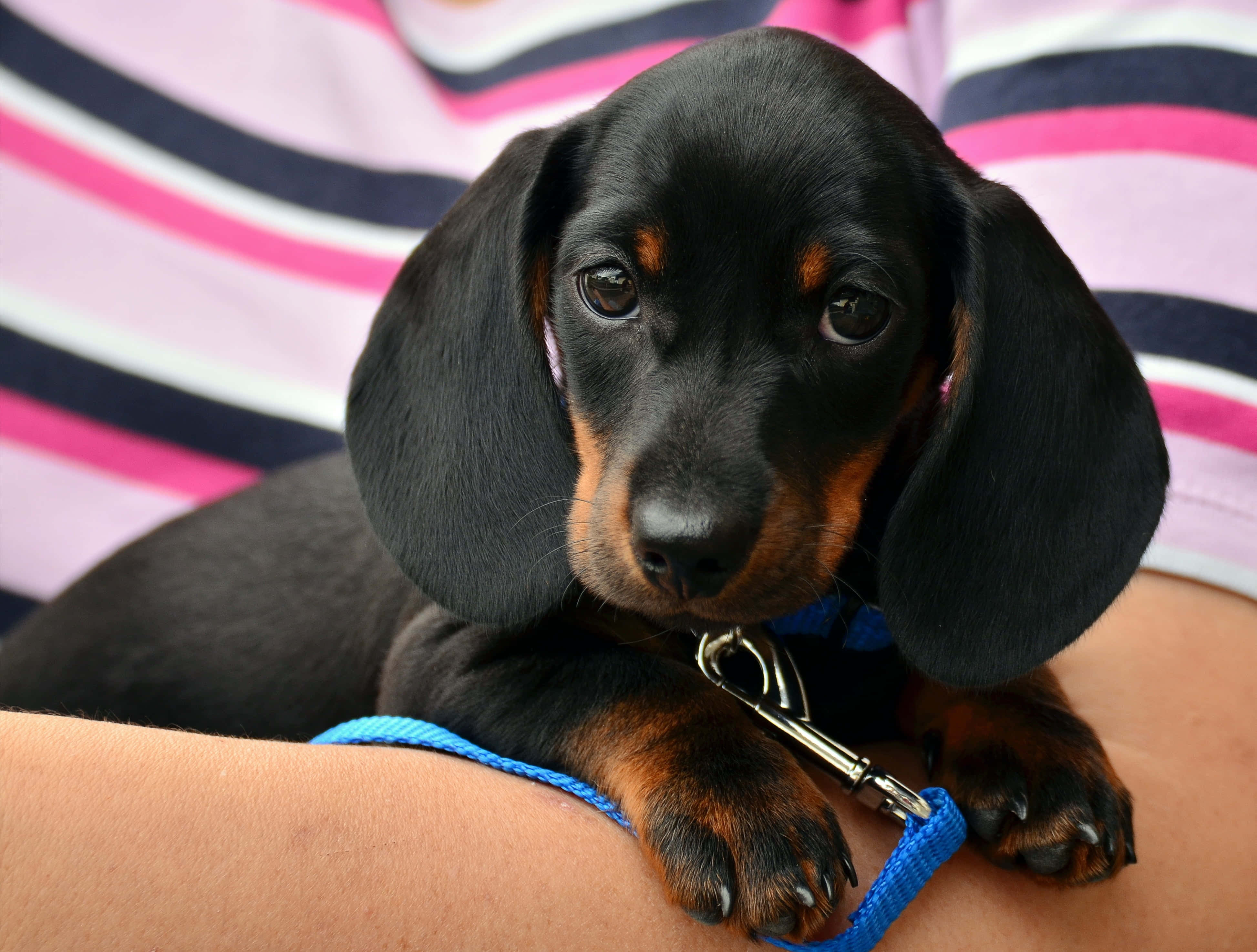 Dachshund Puppy 桌布 壁紙 — 一隻黑褐色臘腸犬幼犬，有著大而鬆軟的耳朵，輕輕地躺在一個戴著藍色牽繩的人的手臂上。
