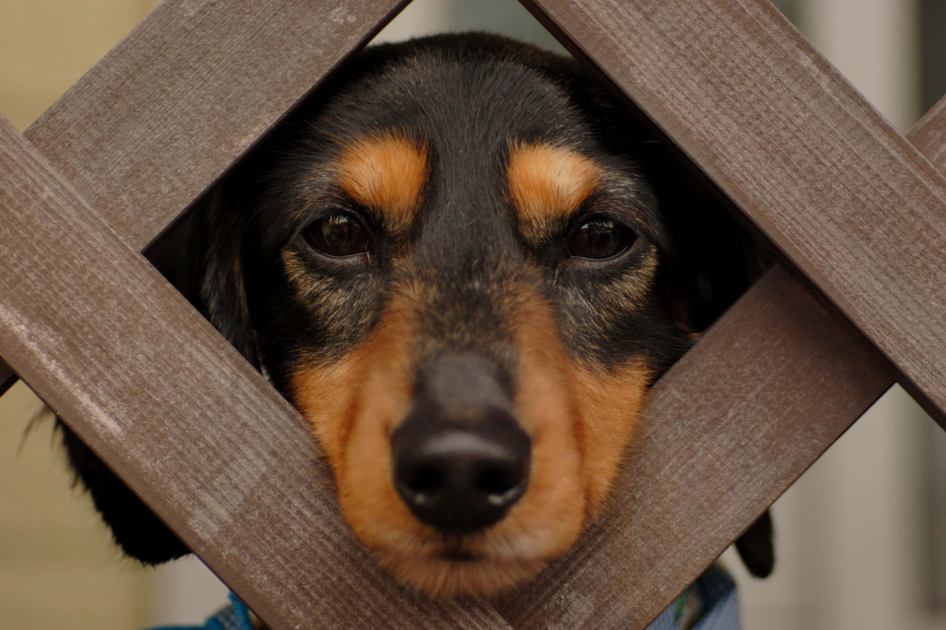Funny Pet 桌布 壁紙 — 一隻黑褐色臘腸犬的臉部特寫，從木格柵籬笆中探出頭來，背景柔和模糊。