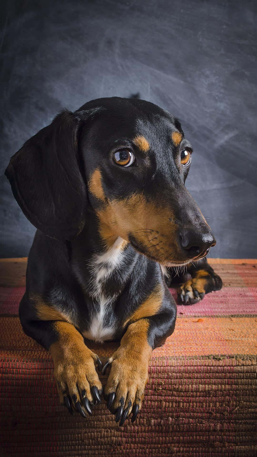 dachshund 桌布 壁紙 — 一隻黑褐色臘腸狗，眼神充滿表情，專注地坐在有紋理的紅色地毯上，背景為深灰色。