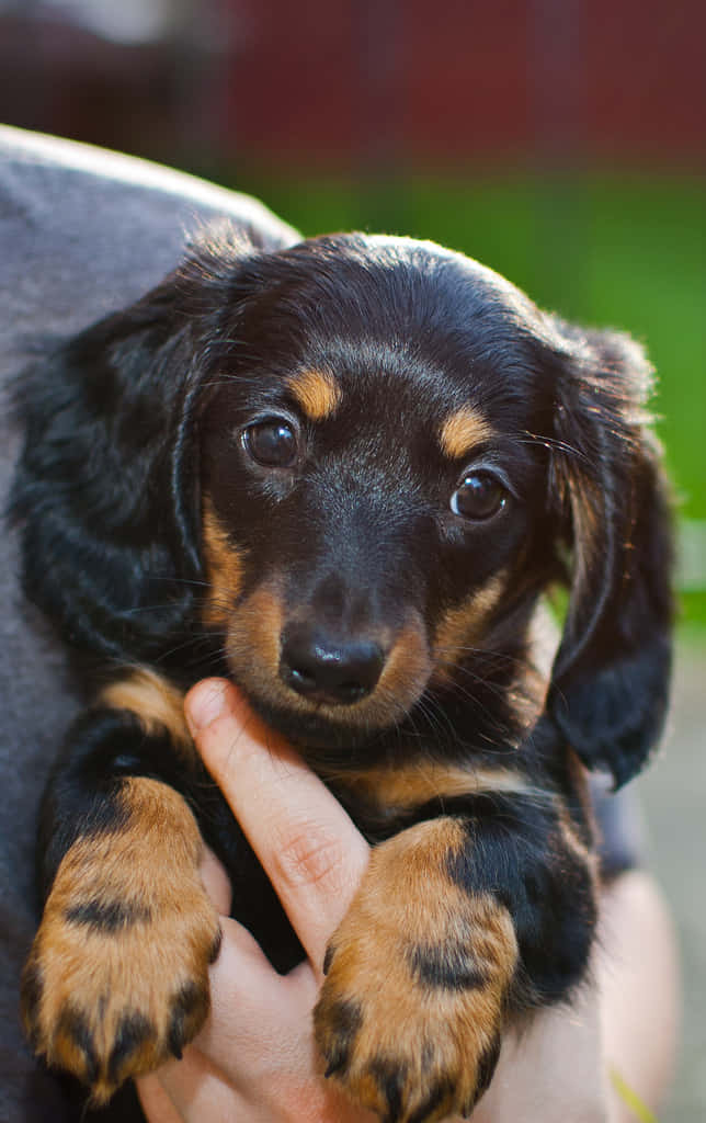 Dachshund Puppy 桌布 壁紙 — 一隻黑褐色臘腸狗寶寶被輕輕抱起，爪子放在人的手指上的特寫。